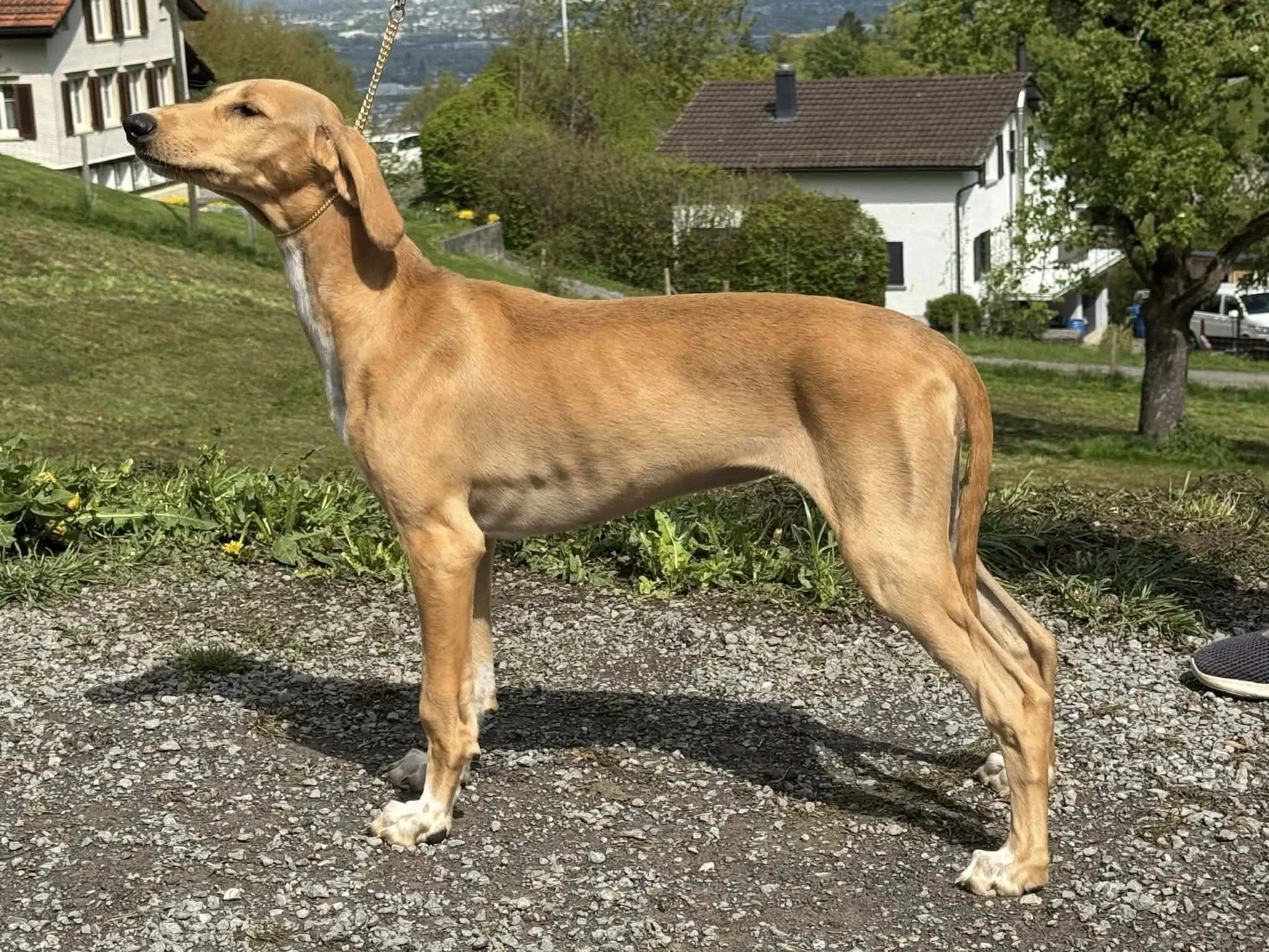A dog with a tan coat and long ears standing on a gravel path, with houses, trees, and hills in the background on a sunny day.