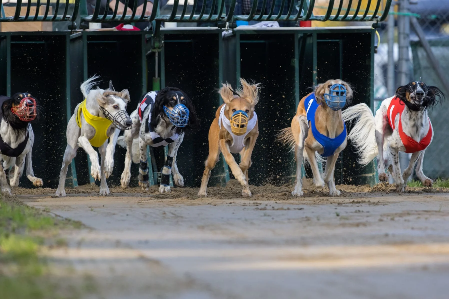 Salukis racing on a sand track, wearing colored racing vests and muzzles.