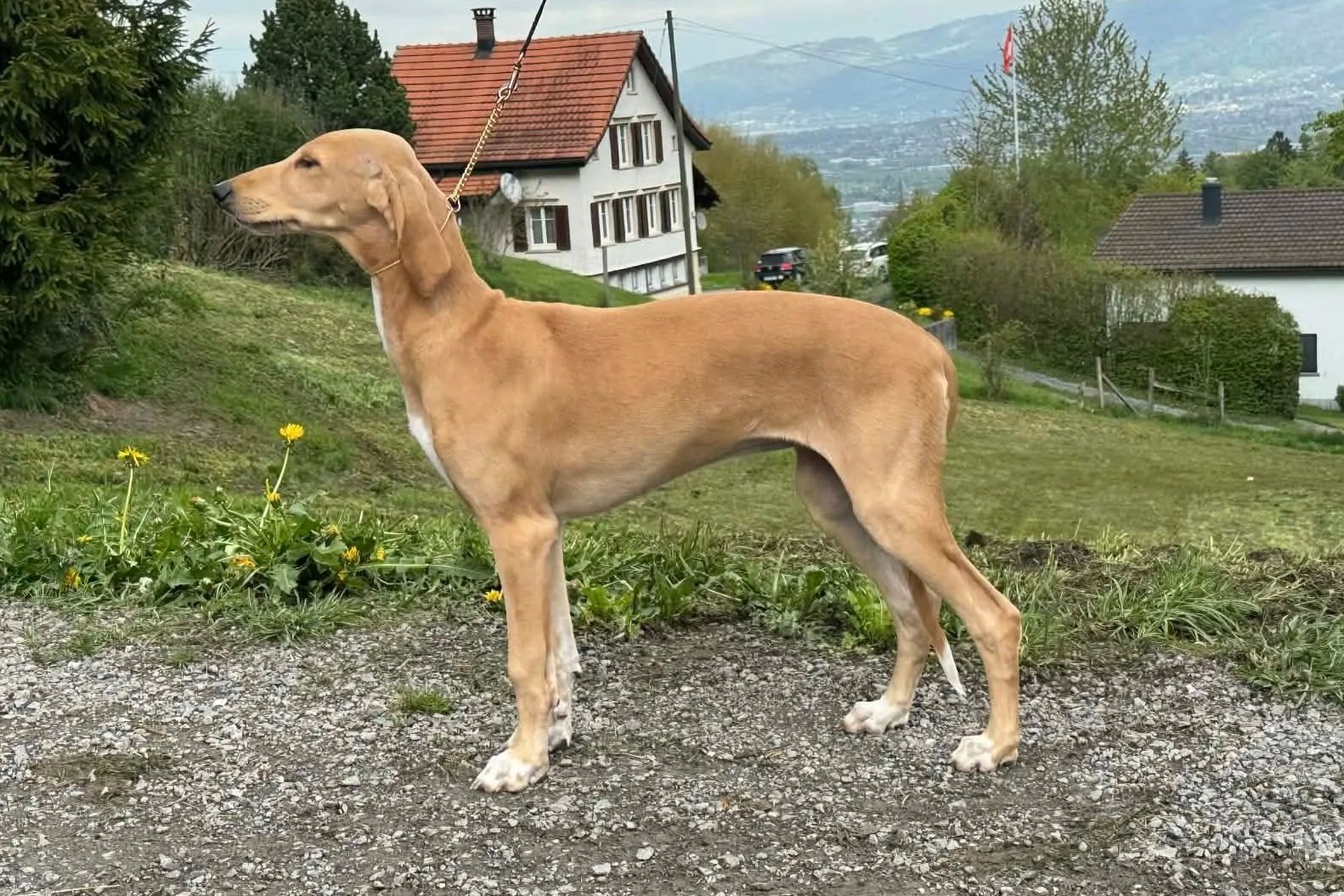 A tan dog with long ears stands on a gravel path, overlooking a grassy area with yellow flowers, in front of houses and trees, with mountains in the background.