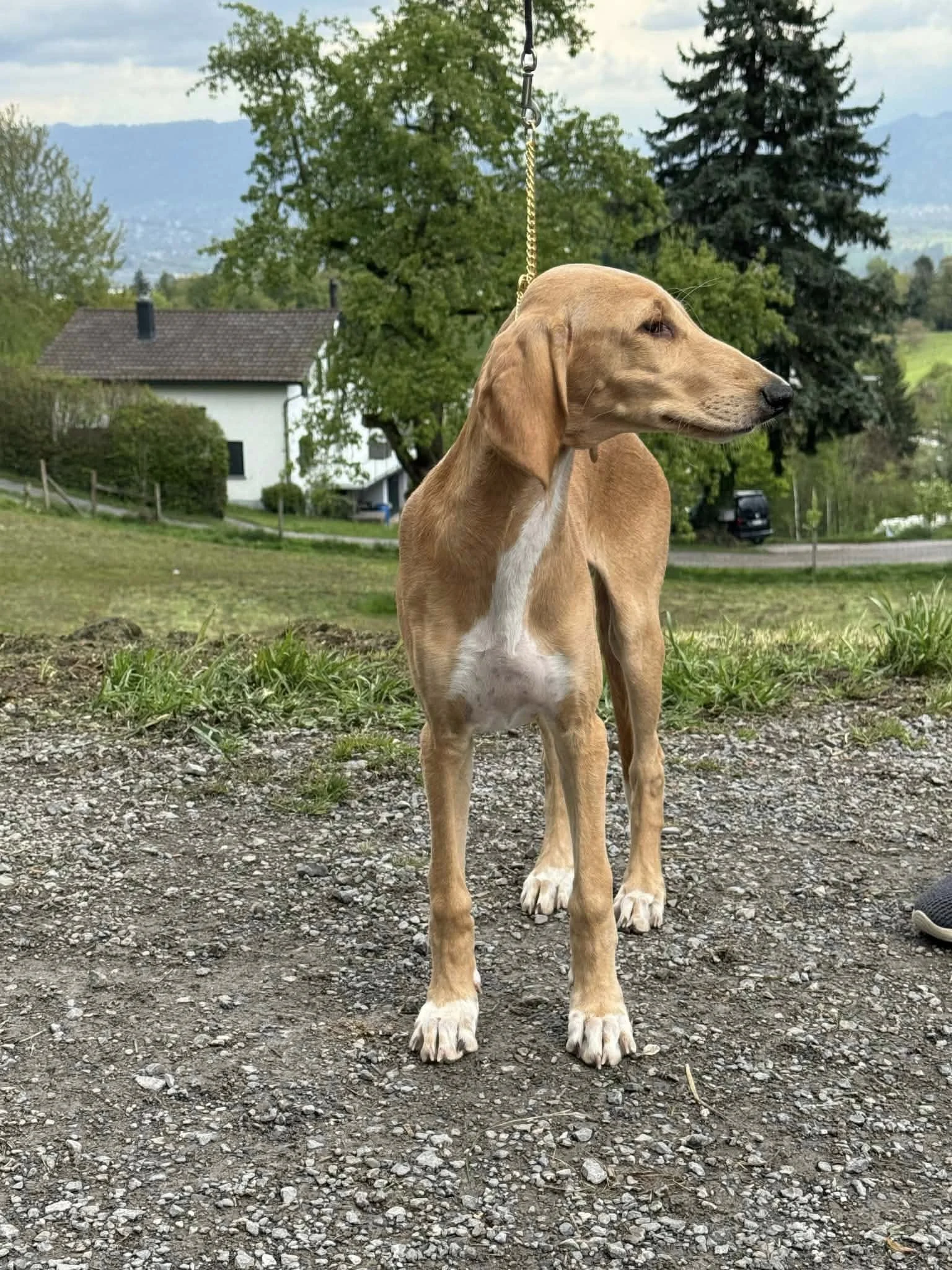 A young tan dog with white markings on the chest and paws, standing outdoors on a gravel surface, with a backdrop of trees, a house, and mountains in the distance.