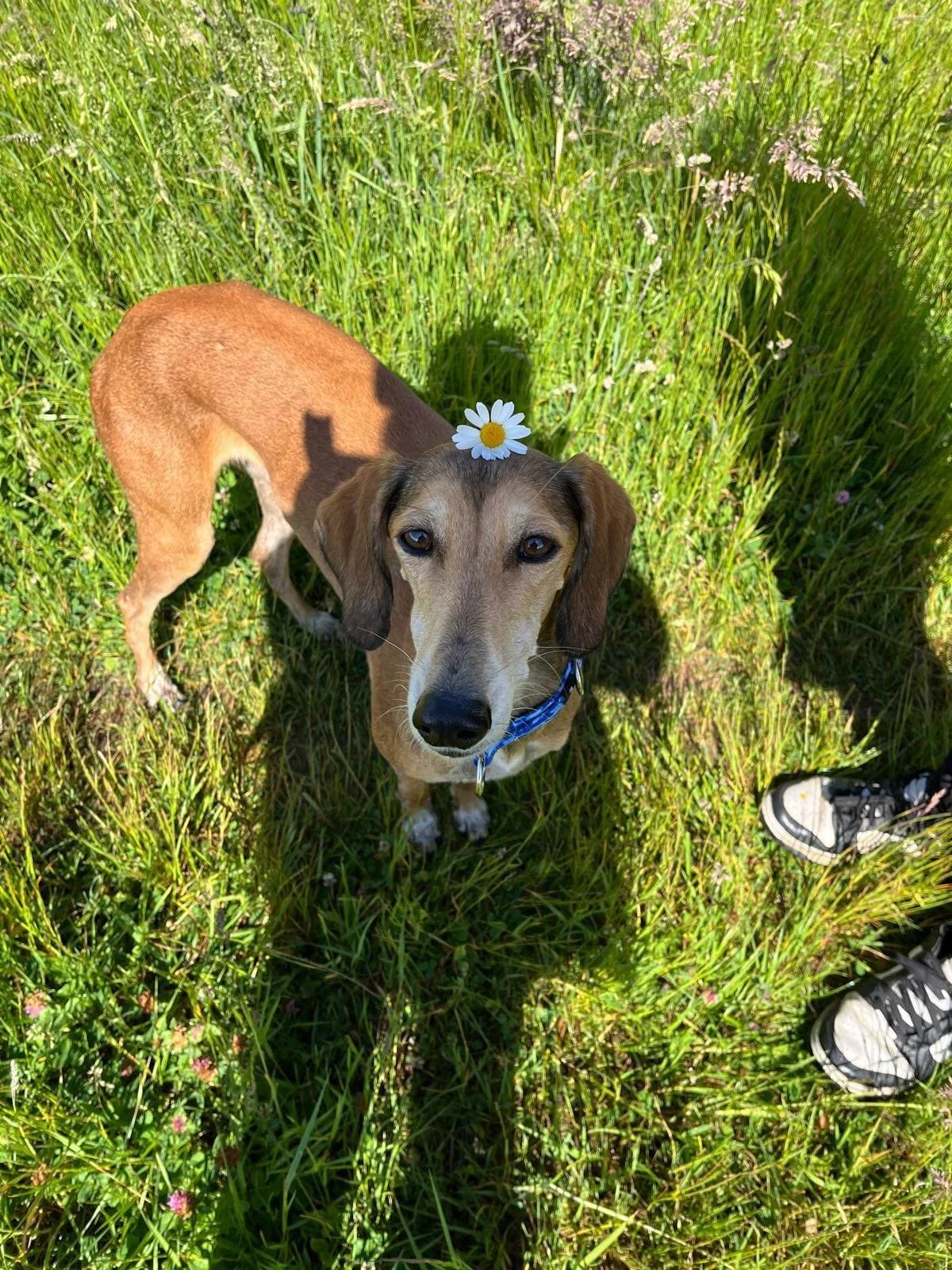 A red saluki with a white daisy on its head is standing on green grass in a field.