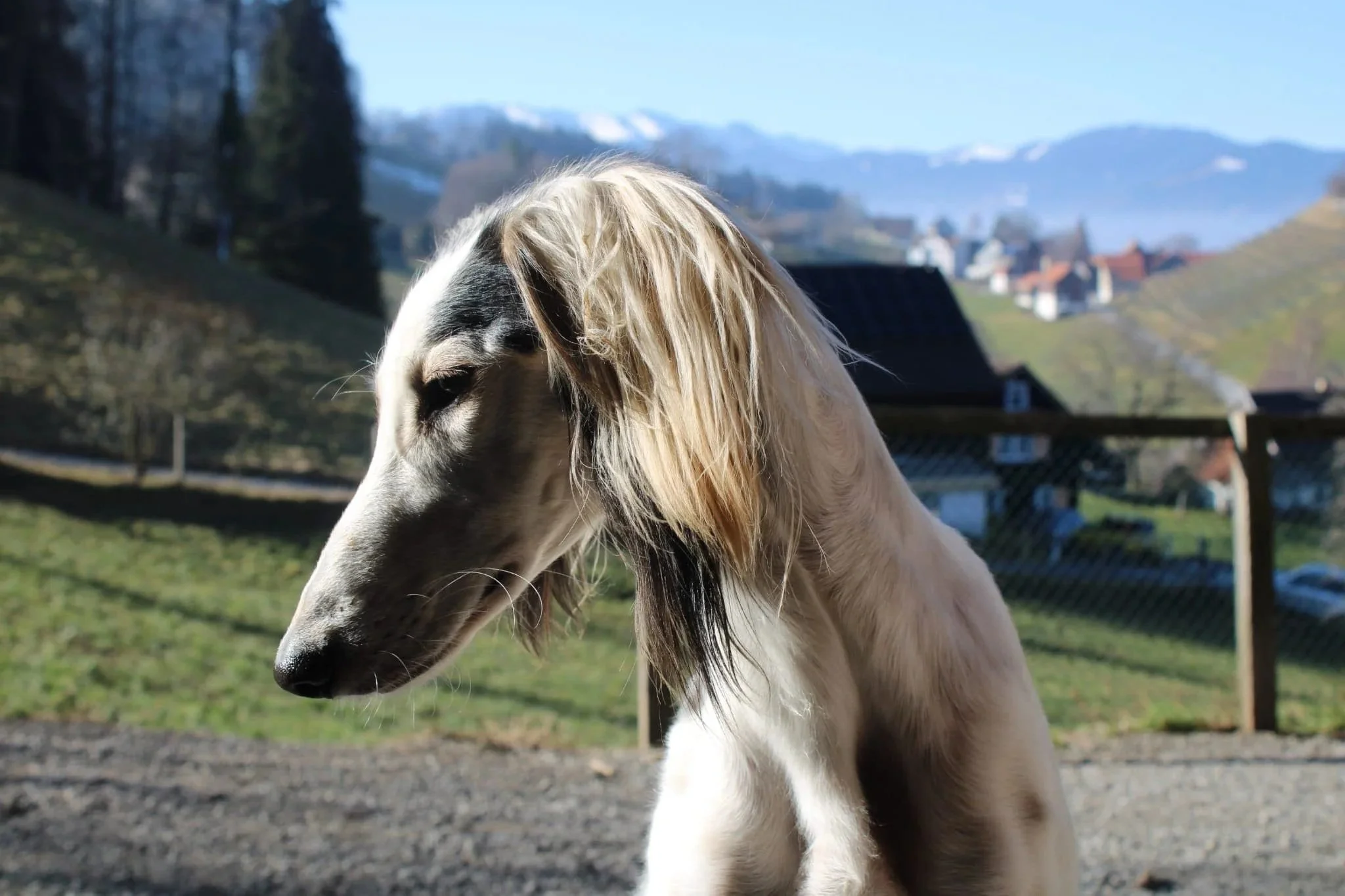 A grizzle and white parti saluki standing outdoors with a countryside background, including houses, green hills, and snow-capped mountains.