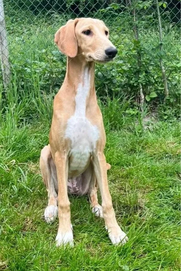 saluki puppy sitting in garden
