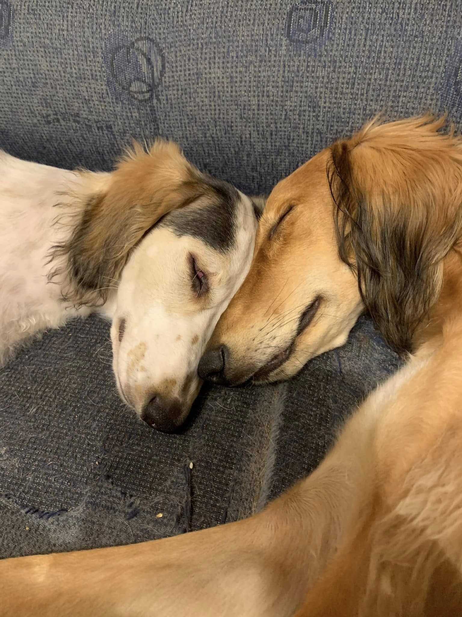 Two salukis, one grizzle and white parti and one red, are sleeping with their heads touching on a blue couch.