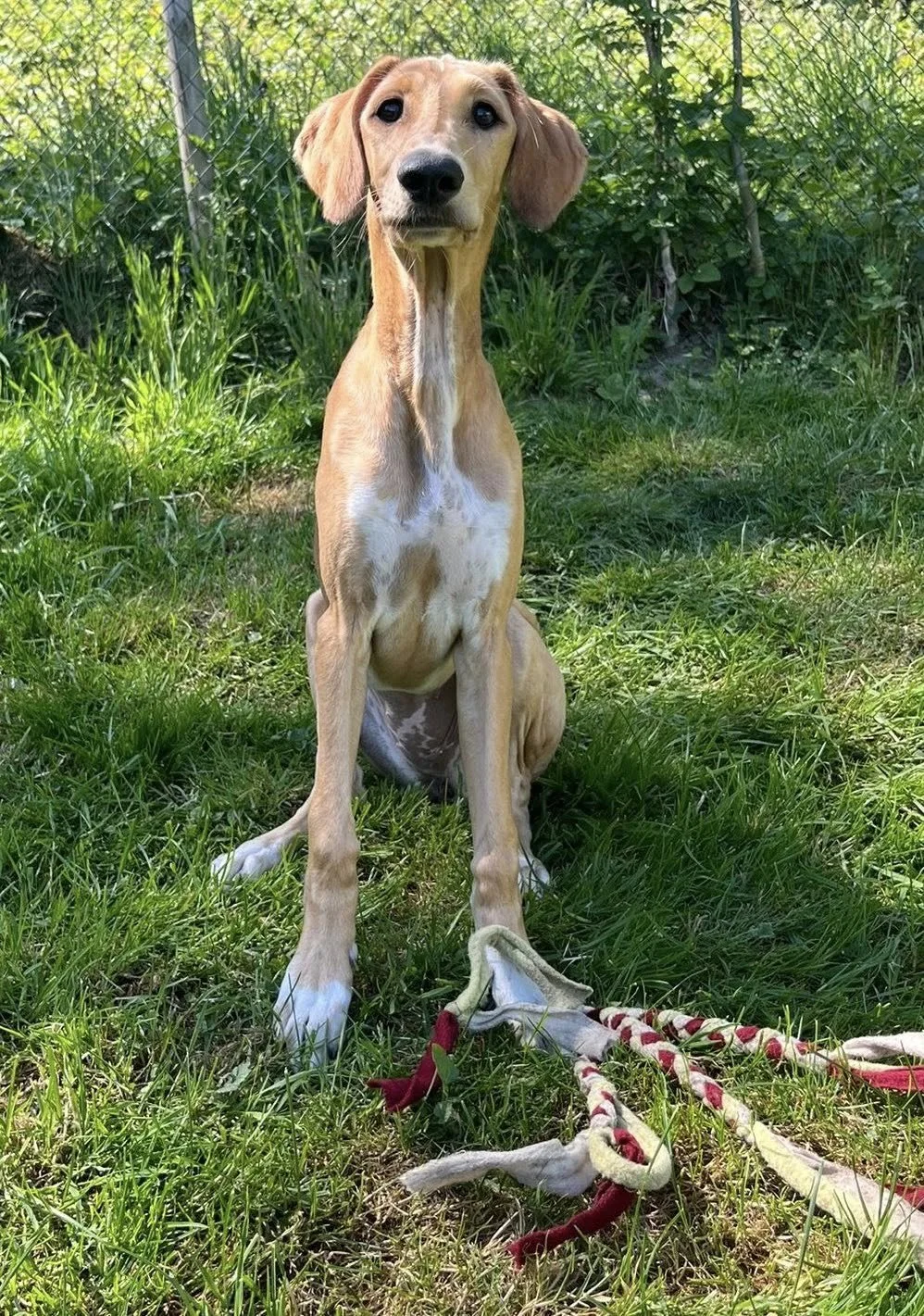 grizzle saluki puppy sitting in garden