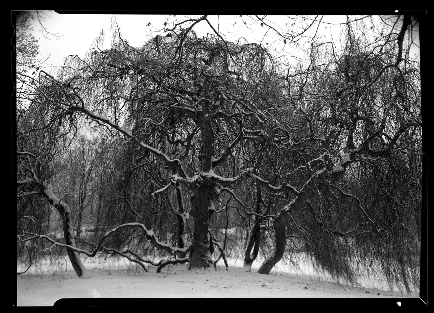 20180117_Rockwood_SnowTree_HP5_dry_2.JPG