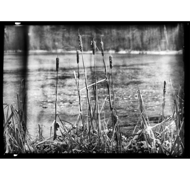20171210_Pond_Reeds_HP5_1_RGB_insta.jpg