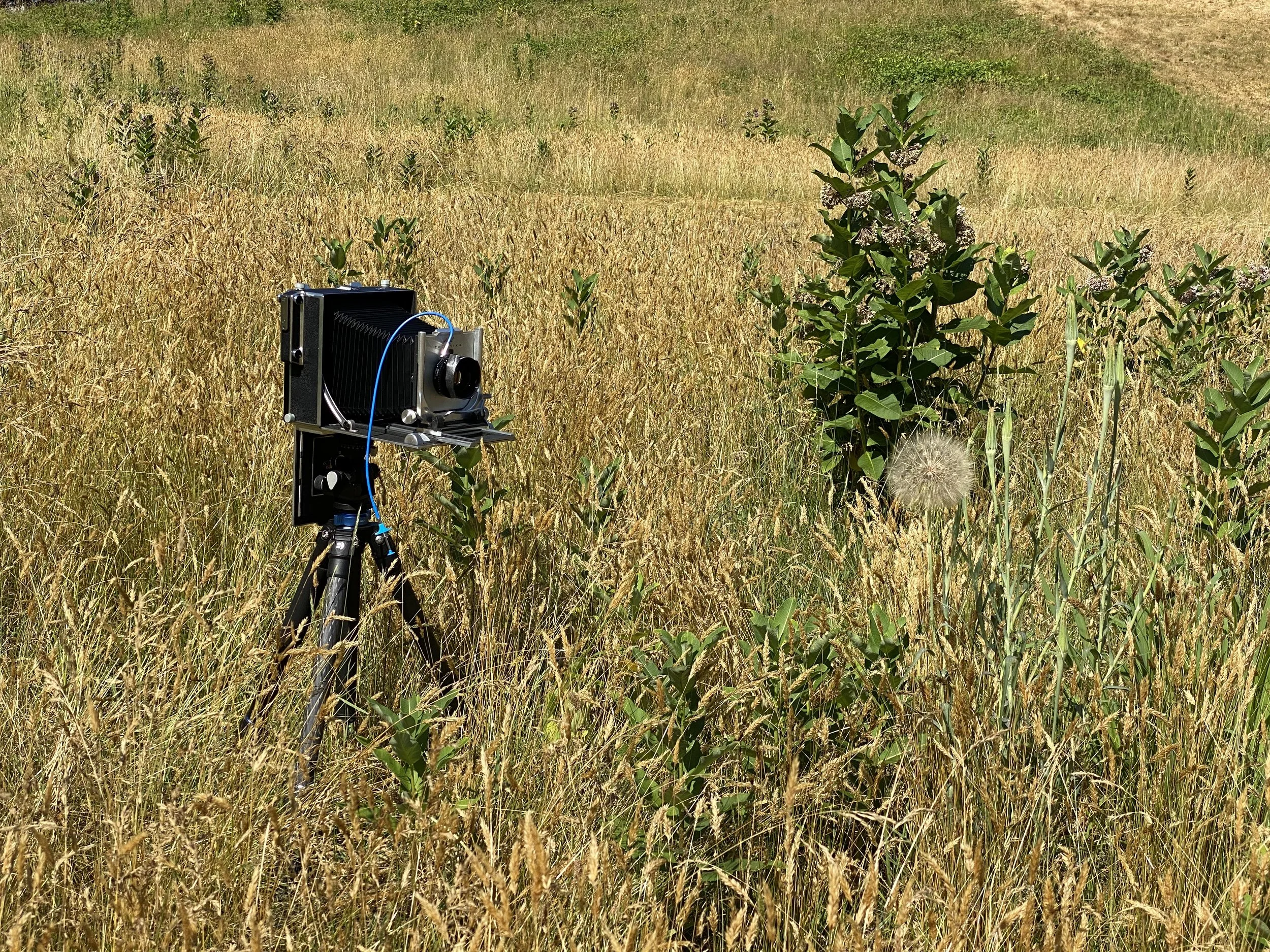 A camera on a tripod in a field of tall grass with green plants and a dandelion puff in the background.