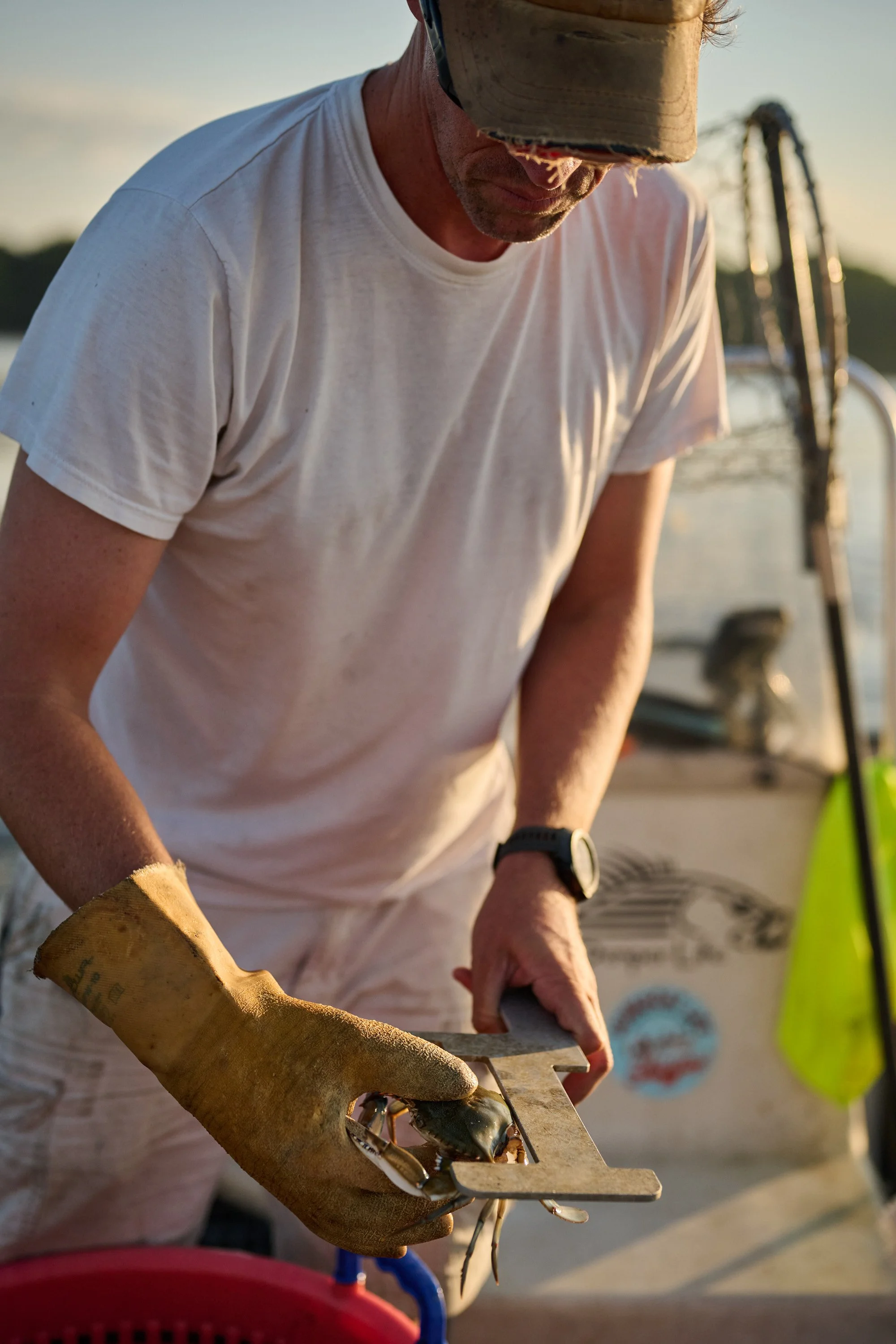 A person in a white t-shirt and beige cap uses a caliper to measure a small crab on a caliper. The person is wearing a glove on one hand and a watch on the other. In the background, there is a boat and water with a distant shoreline.