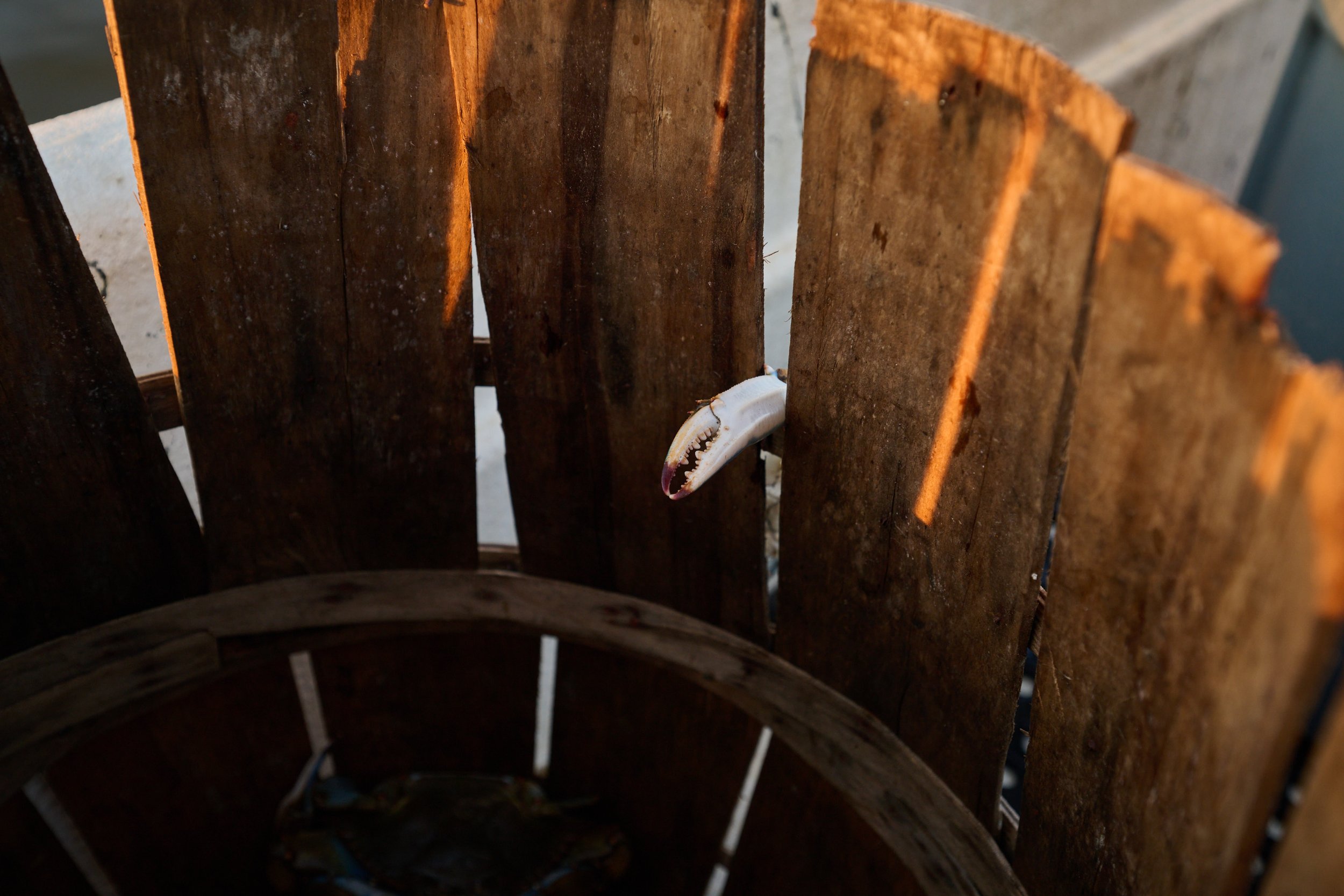 A white fish with an open mouth sticking out from a gap between weathered wooden slats of a barrel or barrel-like structure.