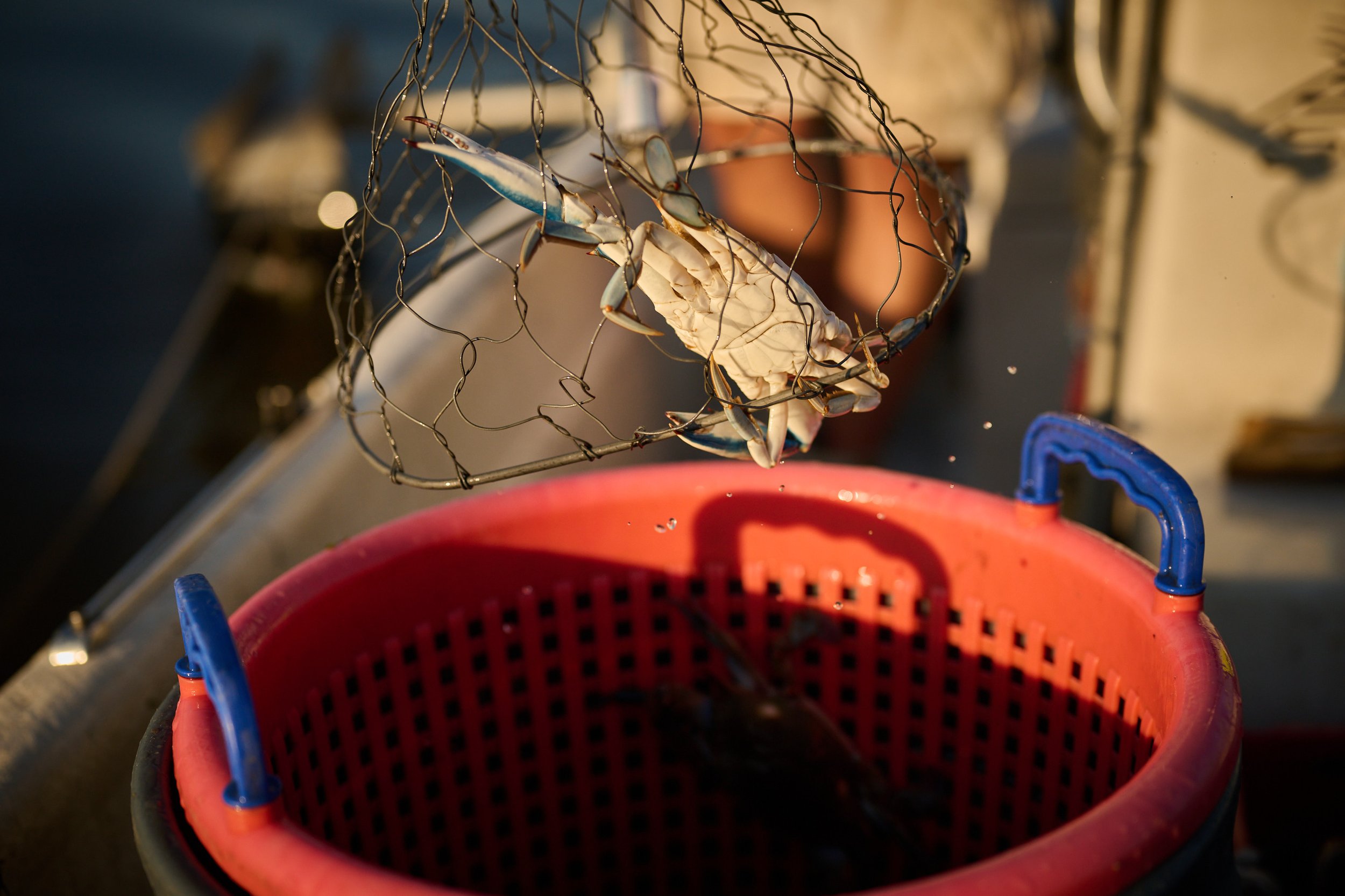 A crab in a wire cage being transferred into a red container, with water splashing and a blurred background.