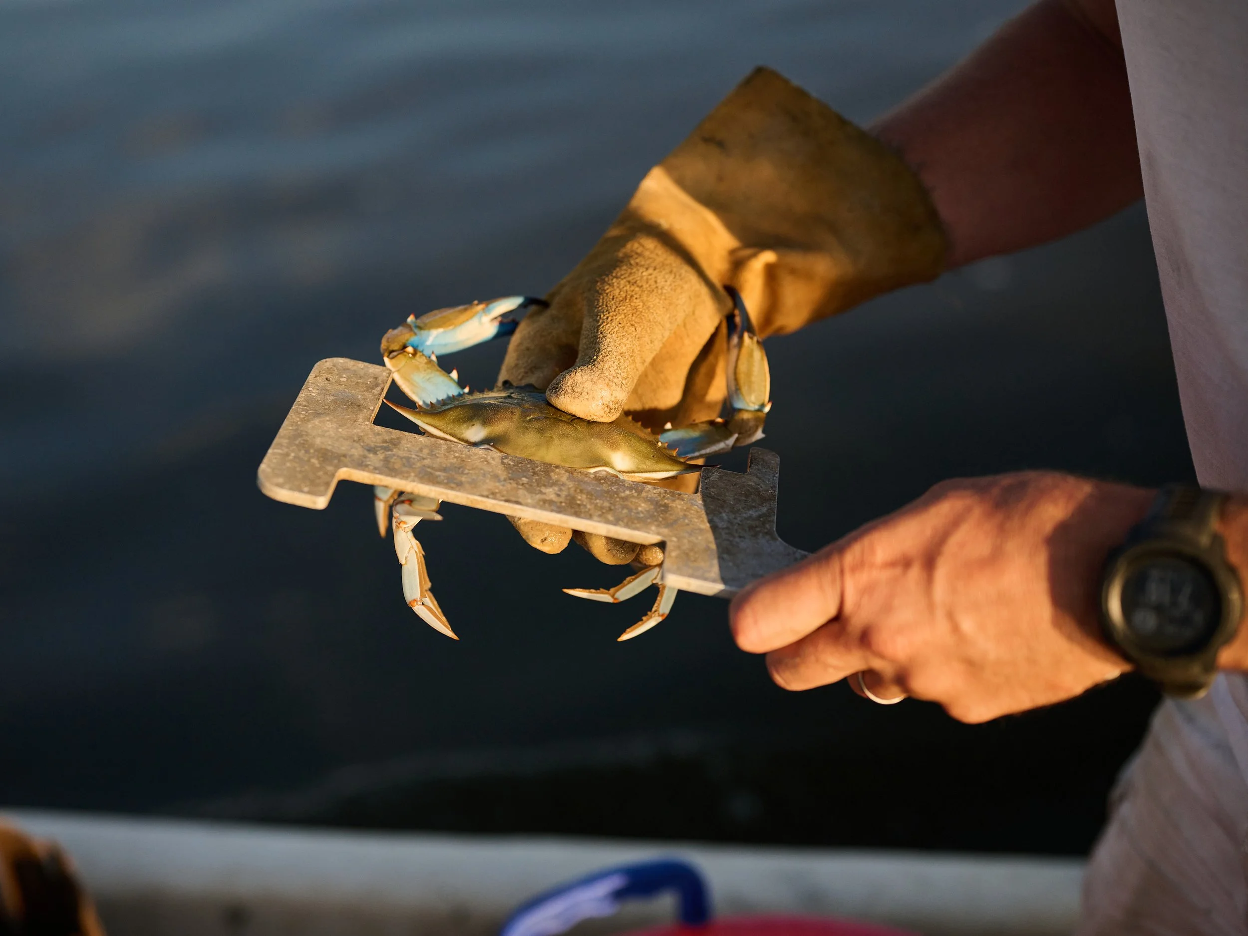 Person wearing gloves holding a blue crab on a measuring board over water.