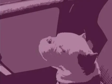 Athena's Data Selfie