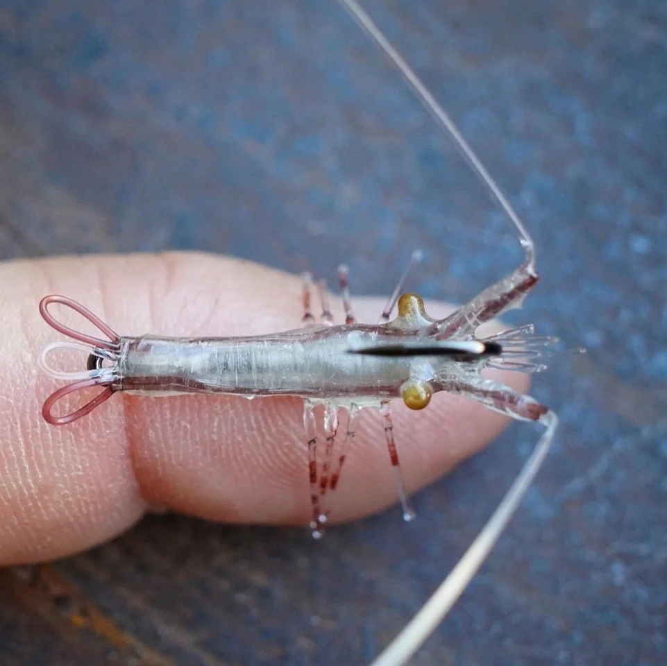 Close-up of a tiny transparent shrimp fly by Drew Chicone with yellow eyes resting on a person's finger.