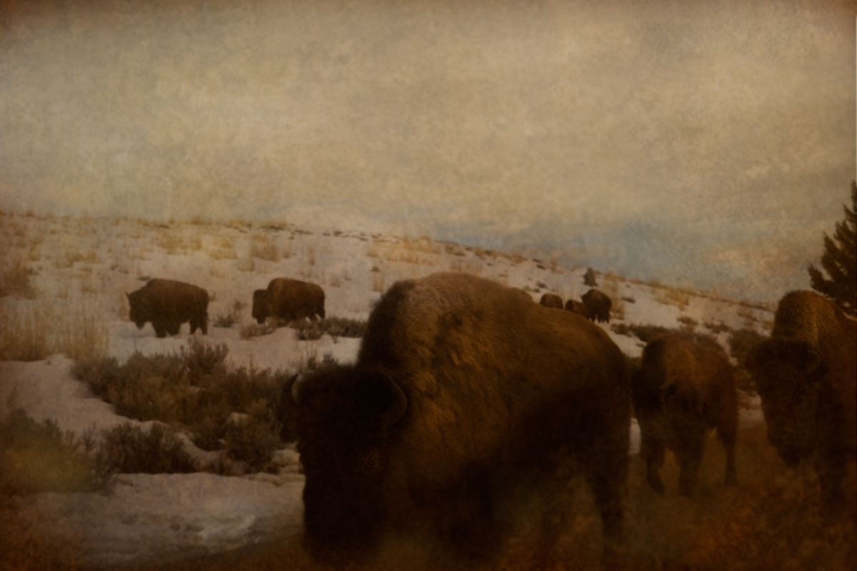 MarchOfTheBuffalo.png