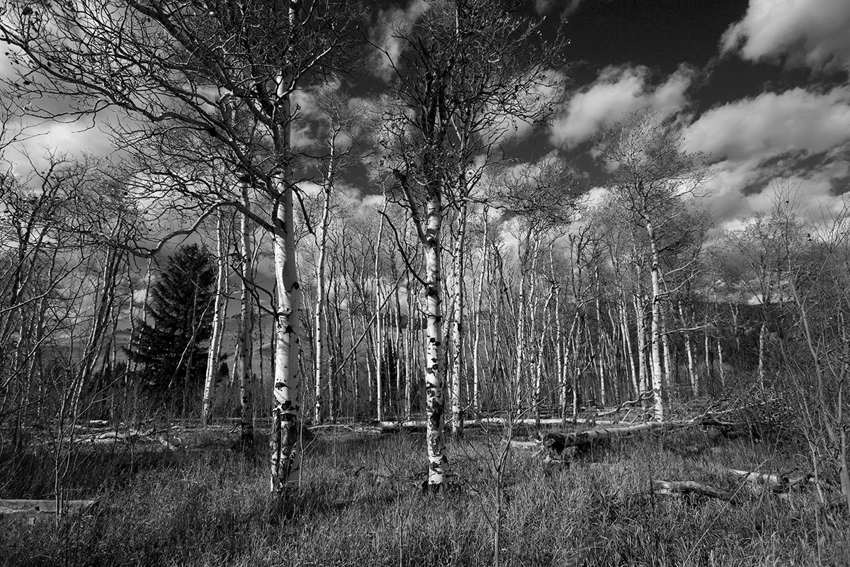 Aspens.png