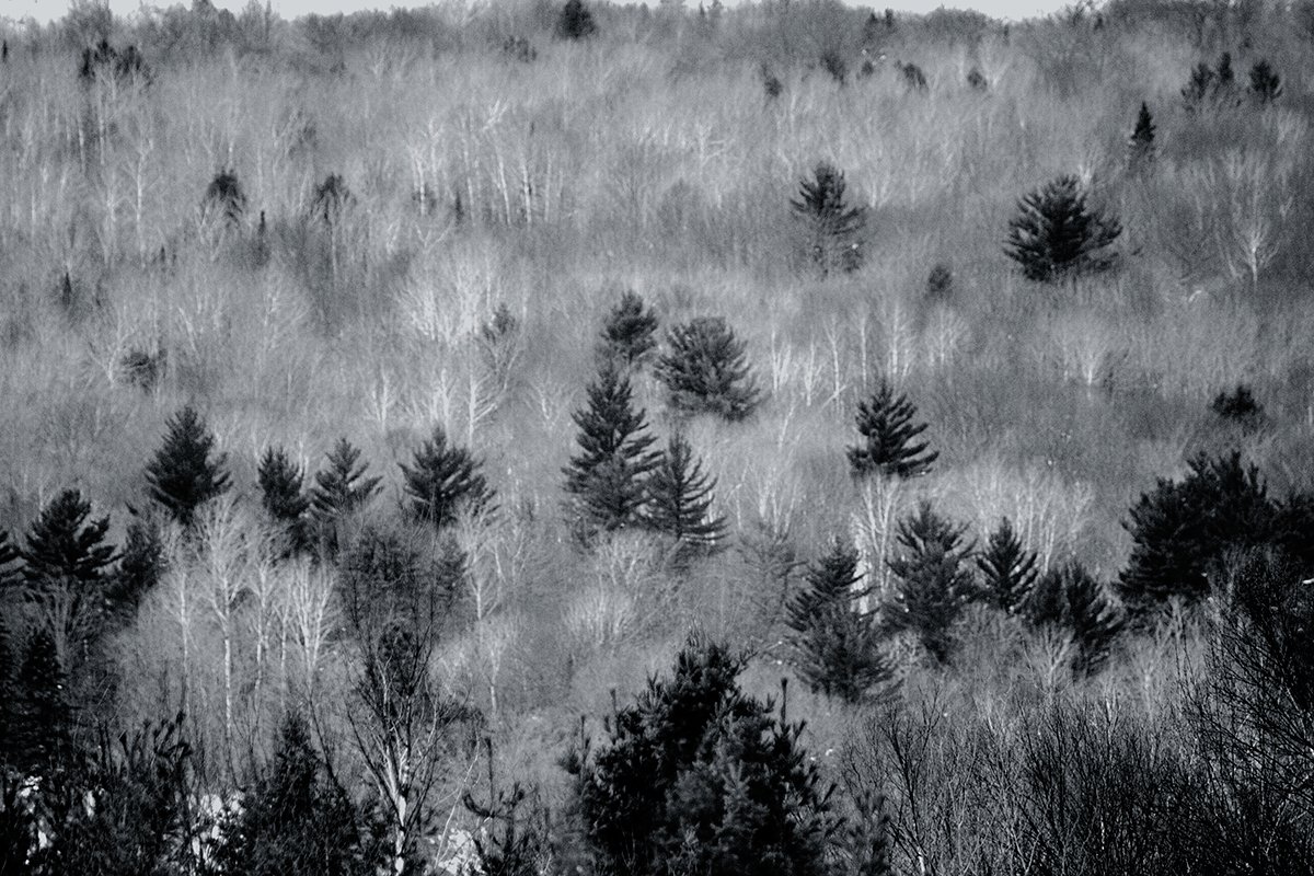 WinterTreesUPMI.png