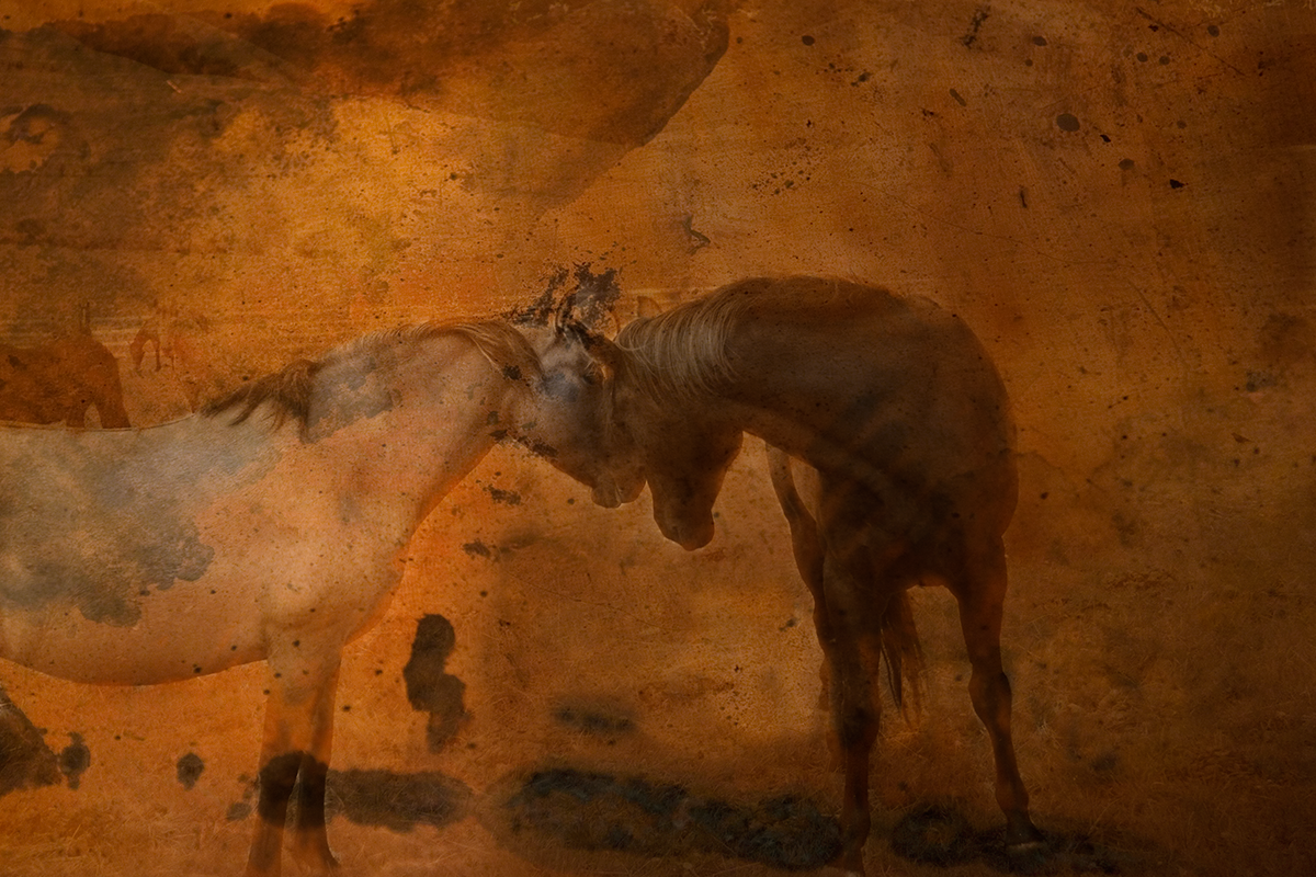 MTHorsesHeadToHead.png