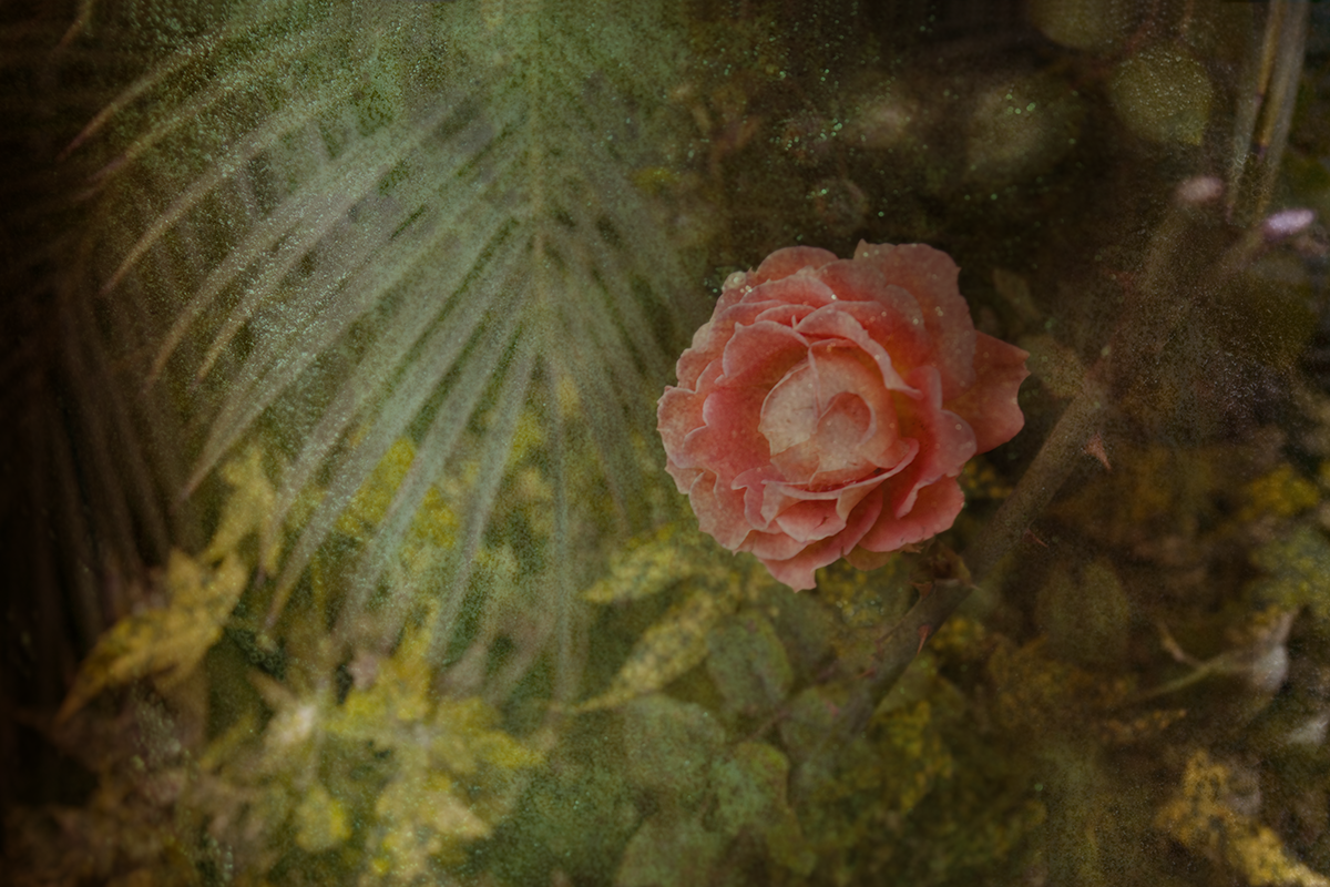 RoseInGardenMonteCito.png