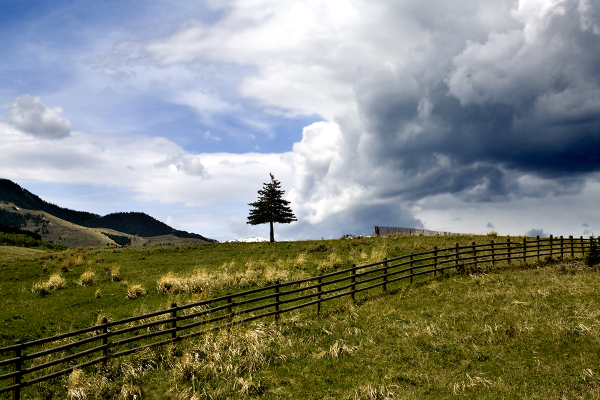 LoneTreeTomMinerBasin.png