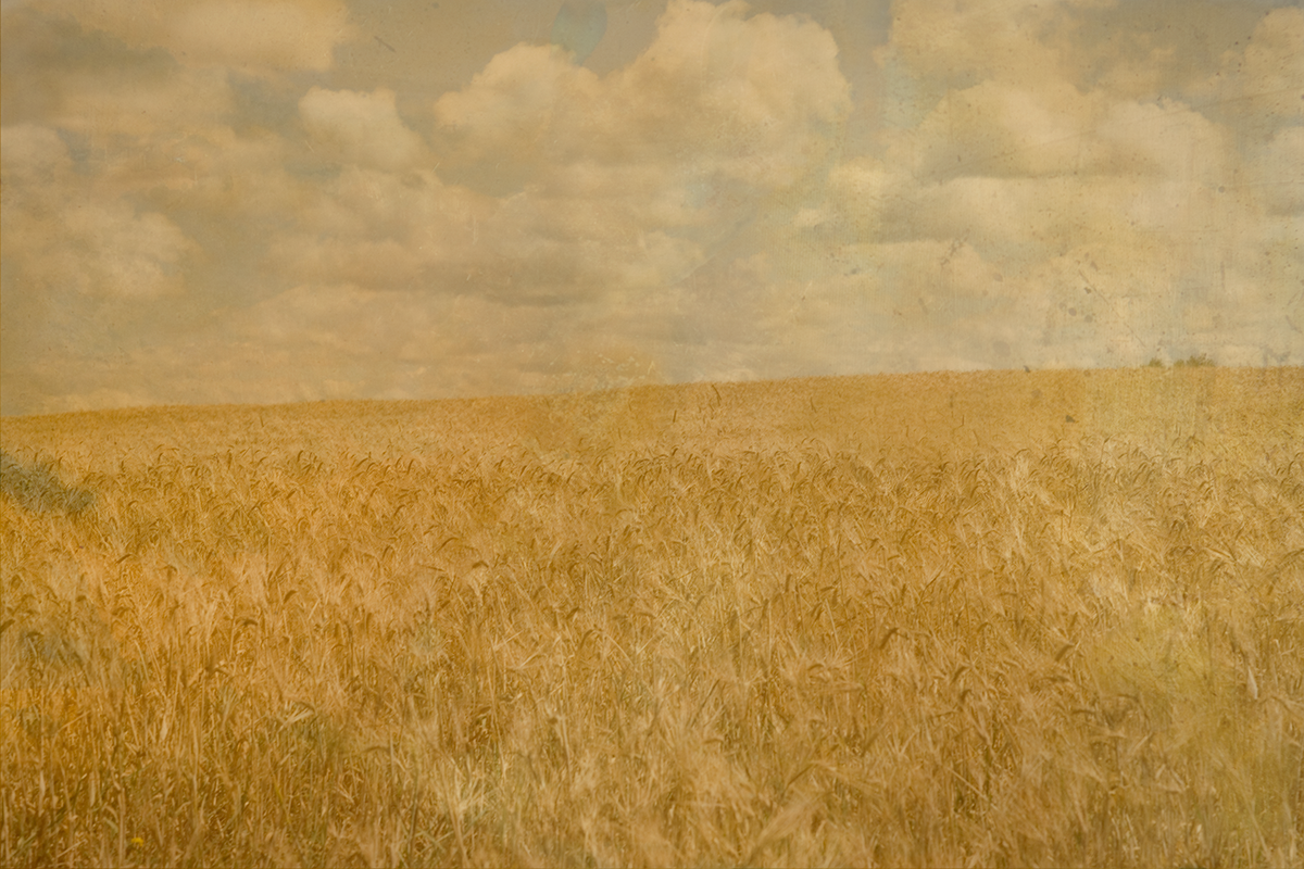 GoldenFieldInUpperMi.png