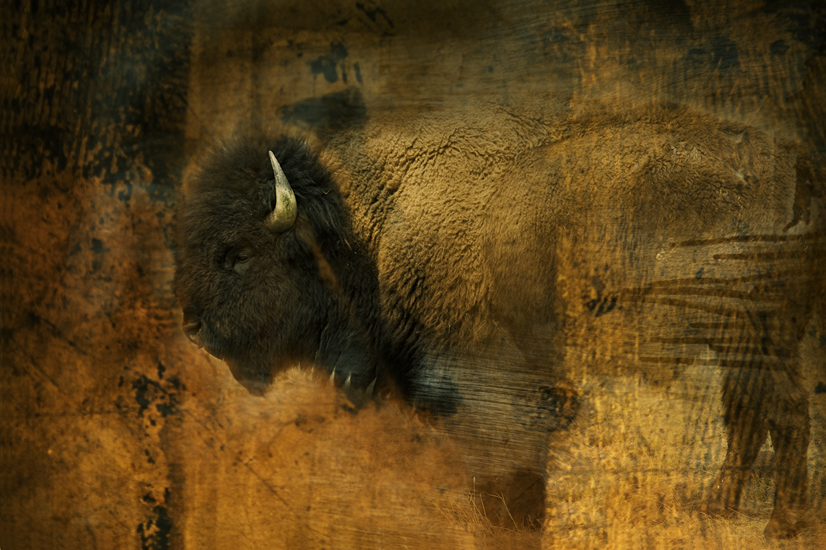 LoneBuffalo.png