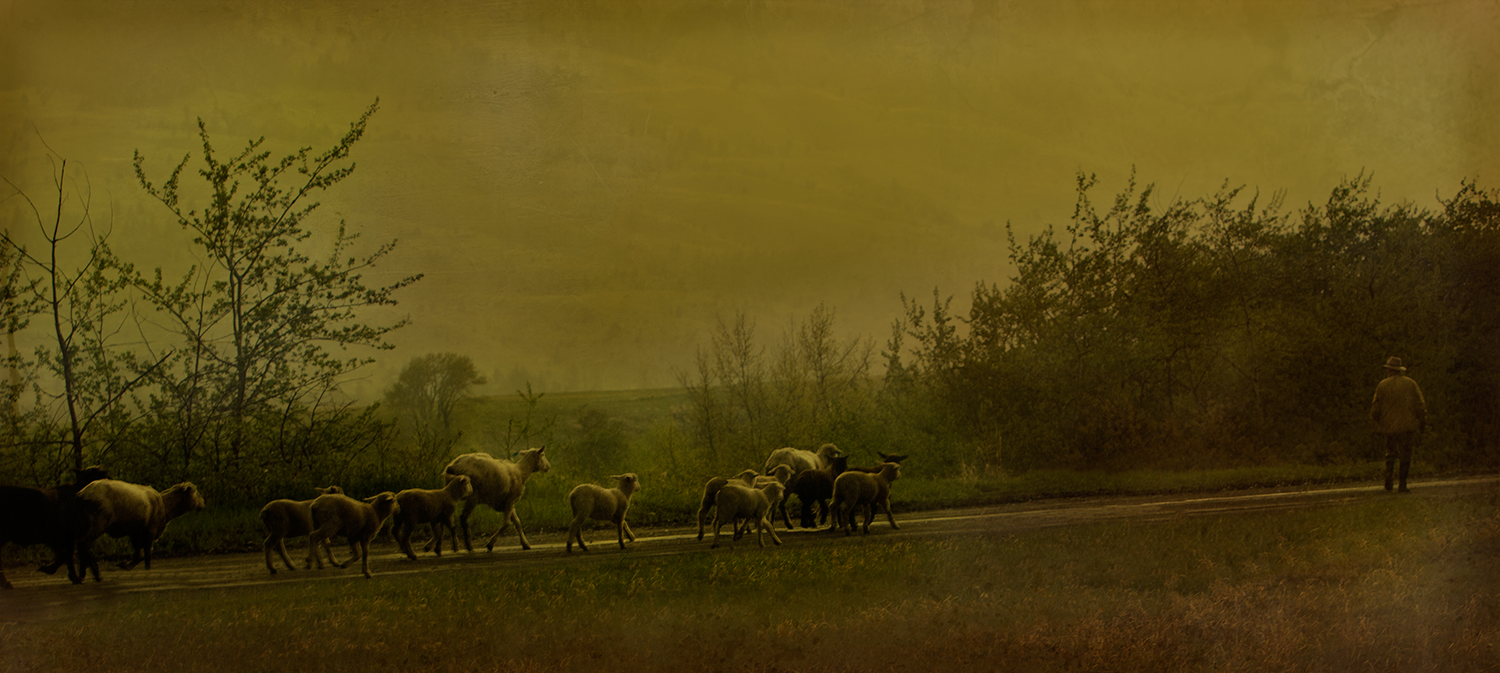 ShepherdAndSheep.png