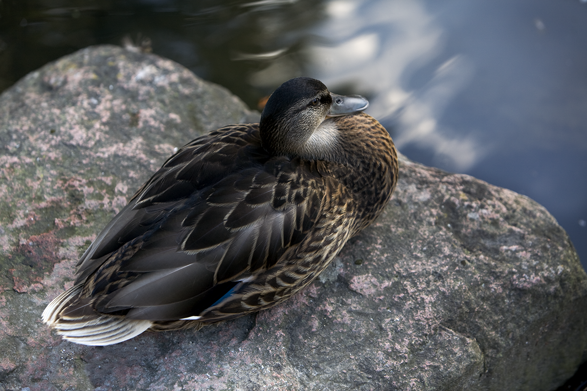 DuckSoup.png