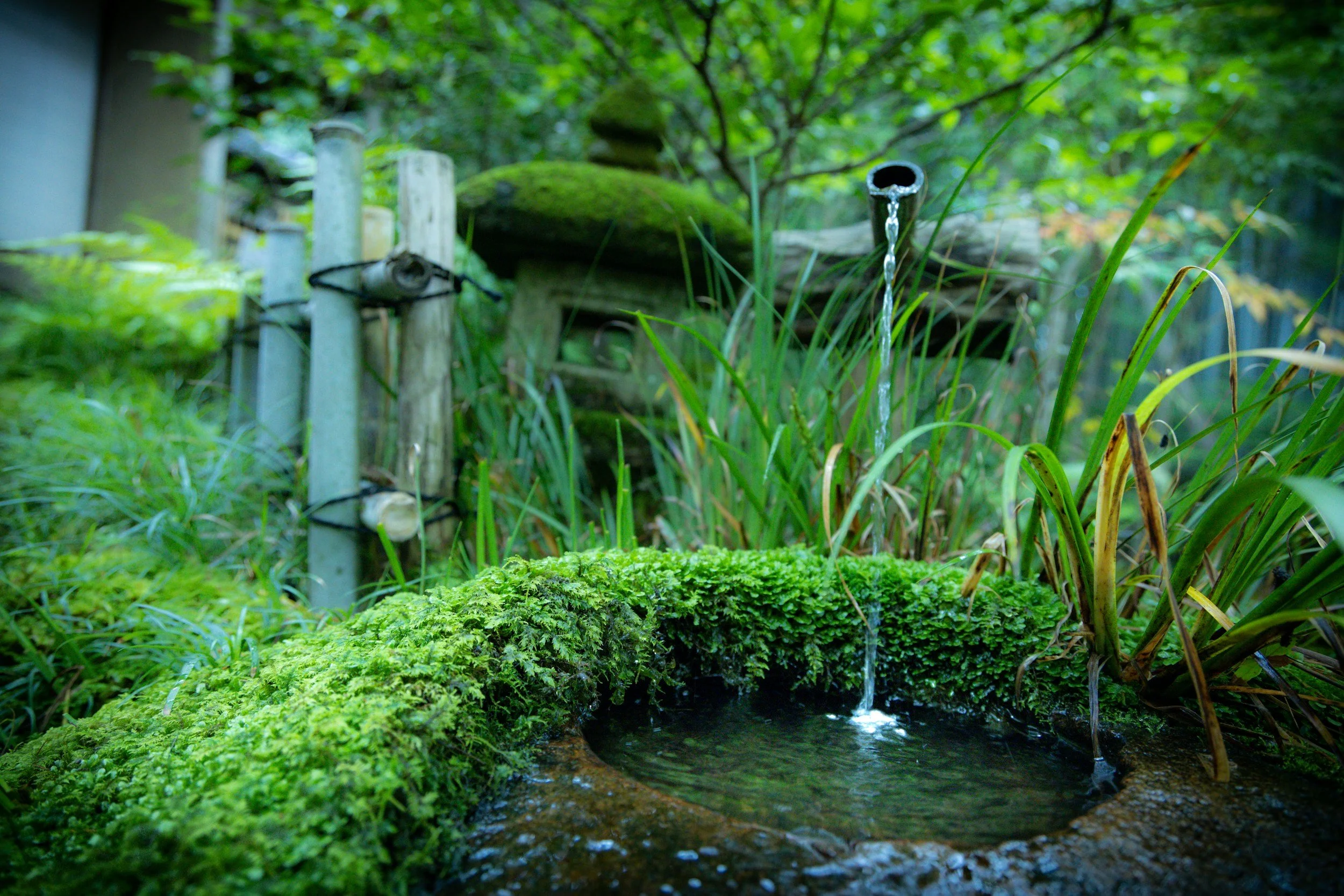 A small, moss-covered stone water basin with a narrow fountain pipe pouring water into it, surrounded by green plants and grass, with a bamboo water spout in the background.