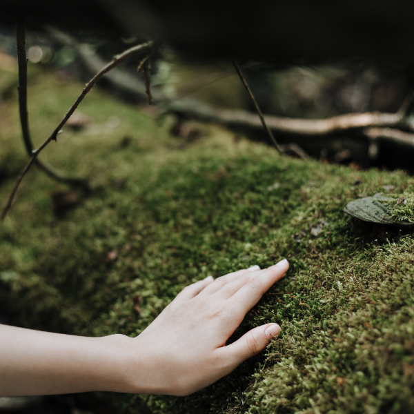 Fall into the Elements: A Morning Experience For Therapists