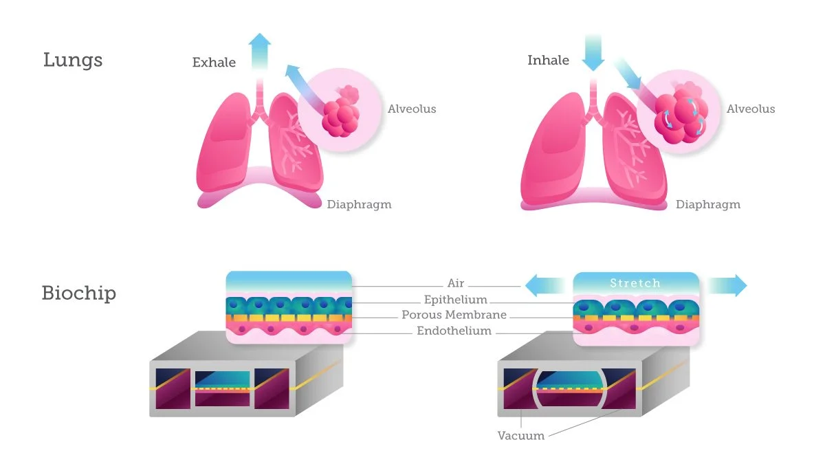 Diagram showing the process of inhalation and exhalation in the lungs. It includes illustrations of the lungs, alveolus, and diaphragm, along with a detailed view of a biochip highlighting the epithelium, porous membrane, and endothelium layers, demo