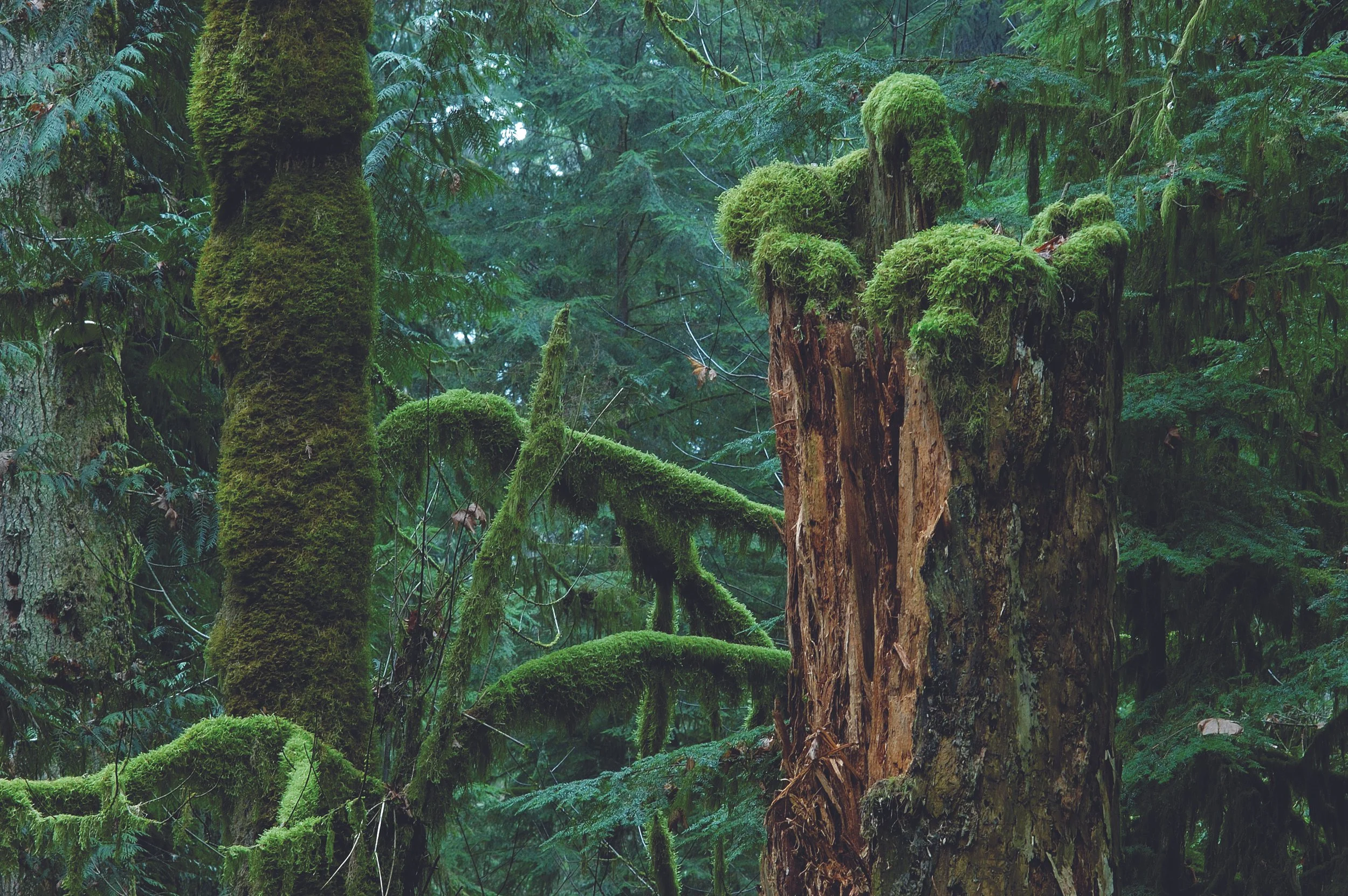 A lush green rainforest with moss-covered trees and a decayed tree trunk.