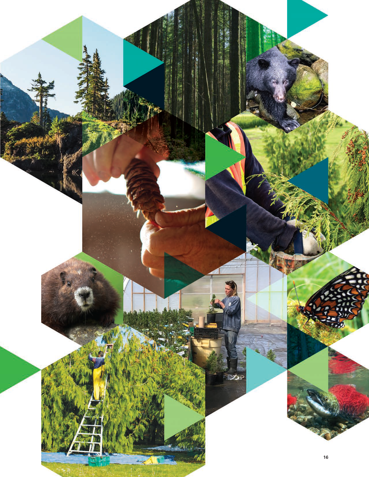 Collage of images related to nature, forestry, and wildlife including trees, a person holding a pine cone, a boar, a worker in a forest, a beaver, a scientist in a greenhouse, a butterfly, a person climbing a tree, and a fish.