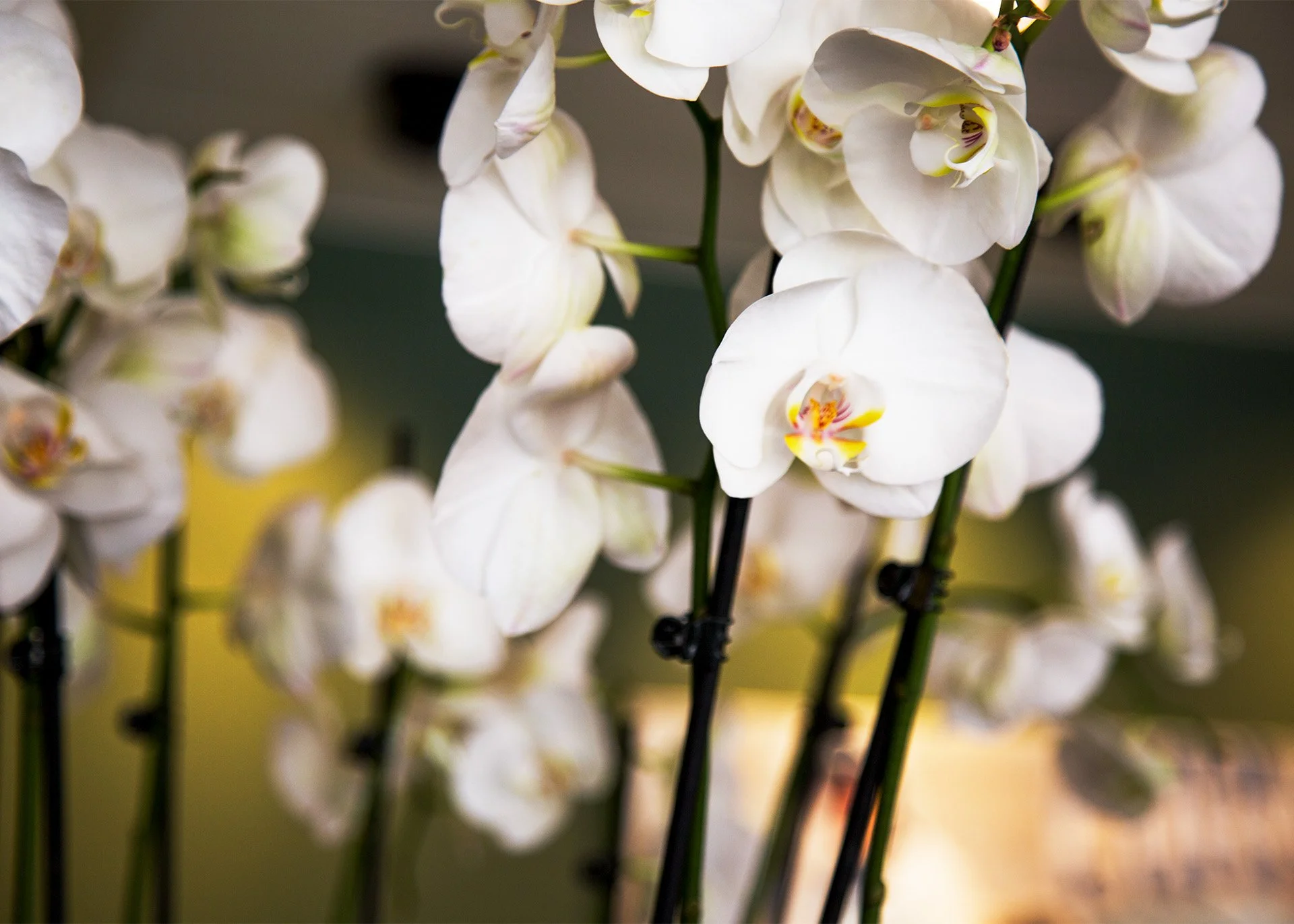 Weiße Orchideenblüten mit gelben und roten Markierungen in der Mitte, nahe aufgenommen.