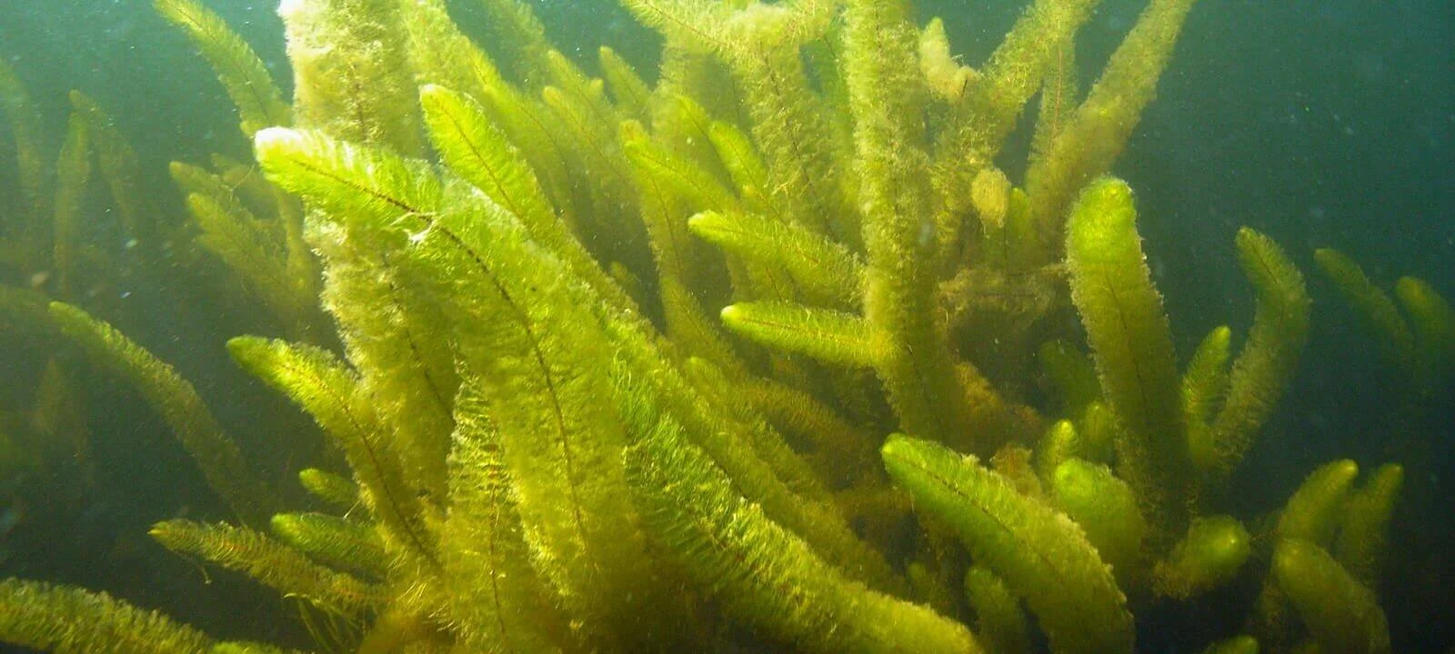 variable leaf milfoil