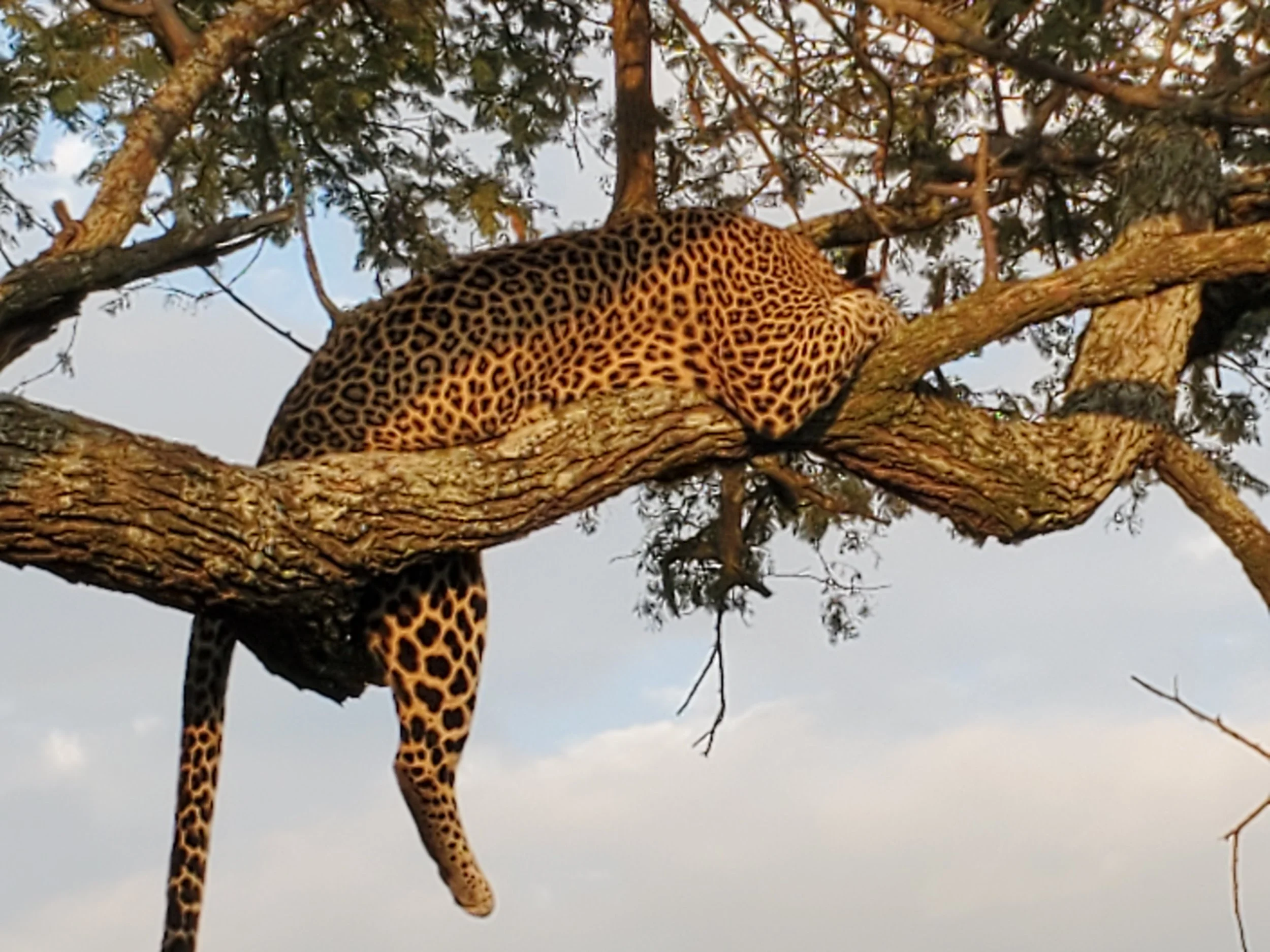 A leopard sleeping on a tree branch.