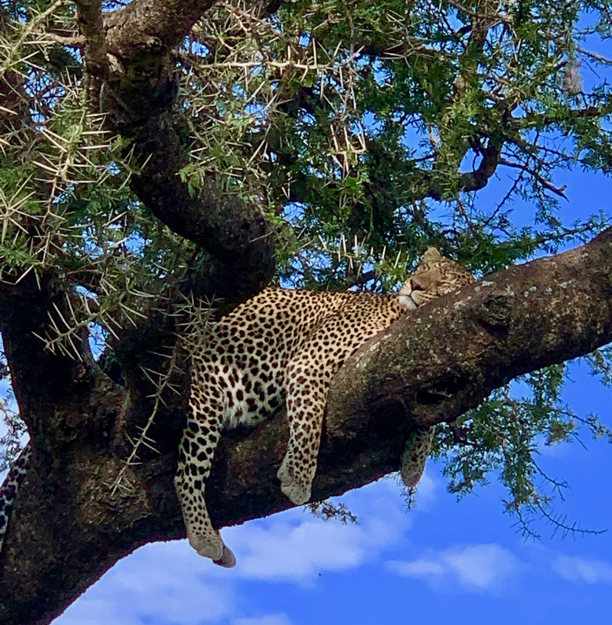 leopardo acostado.JPG