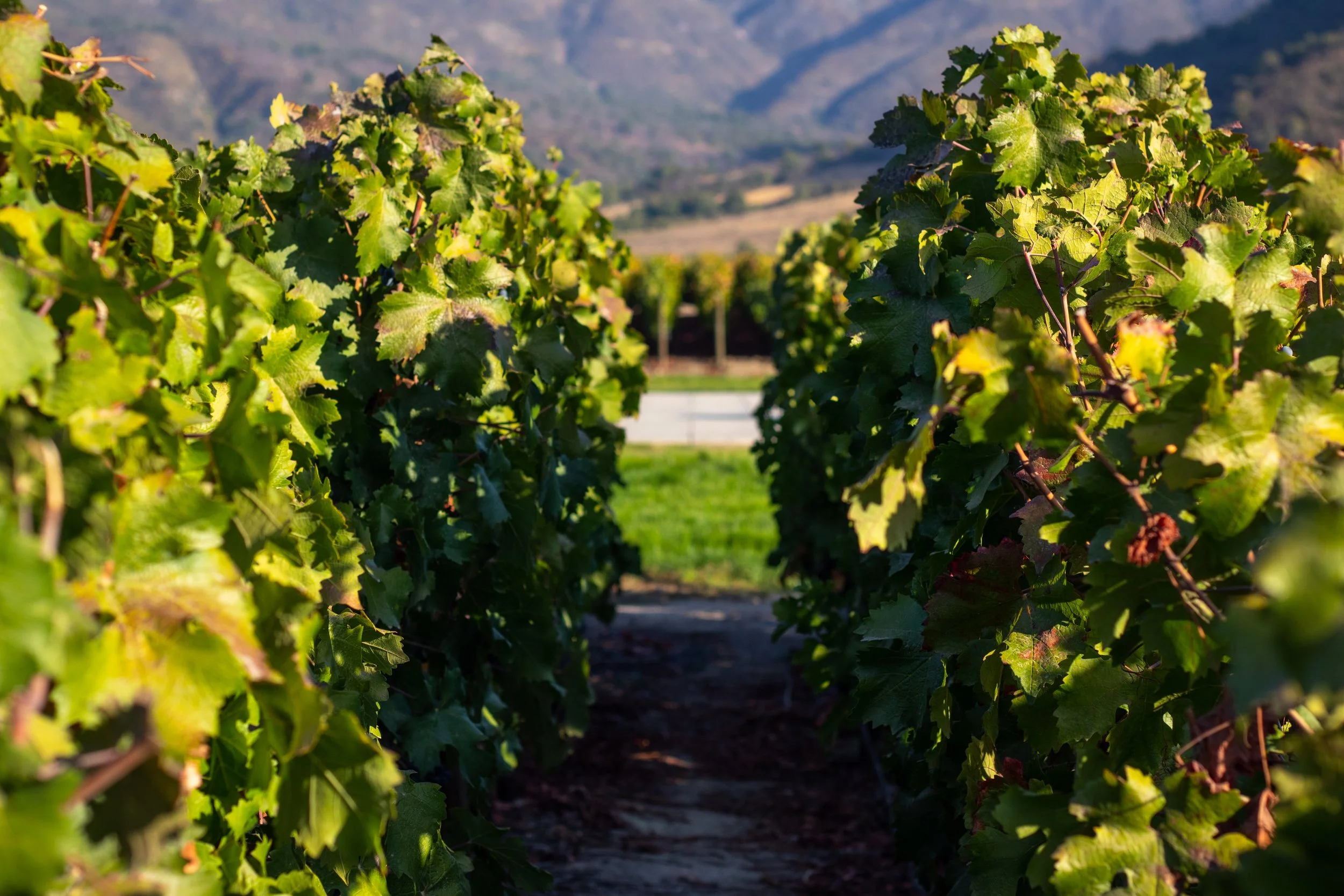 andBeyond - Zona de Viñedos 3.JPG