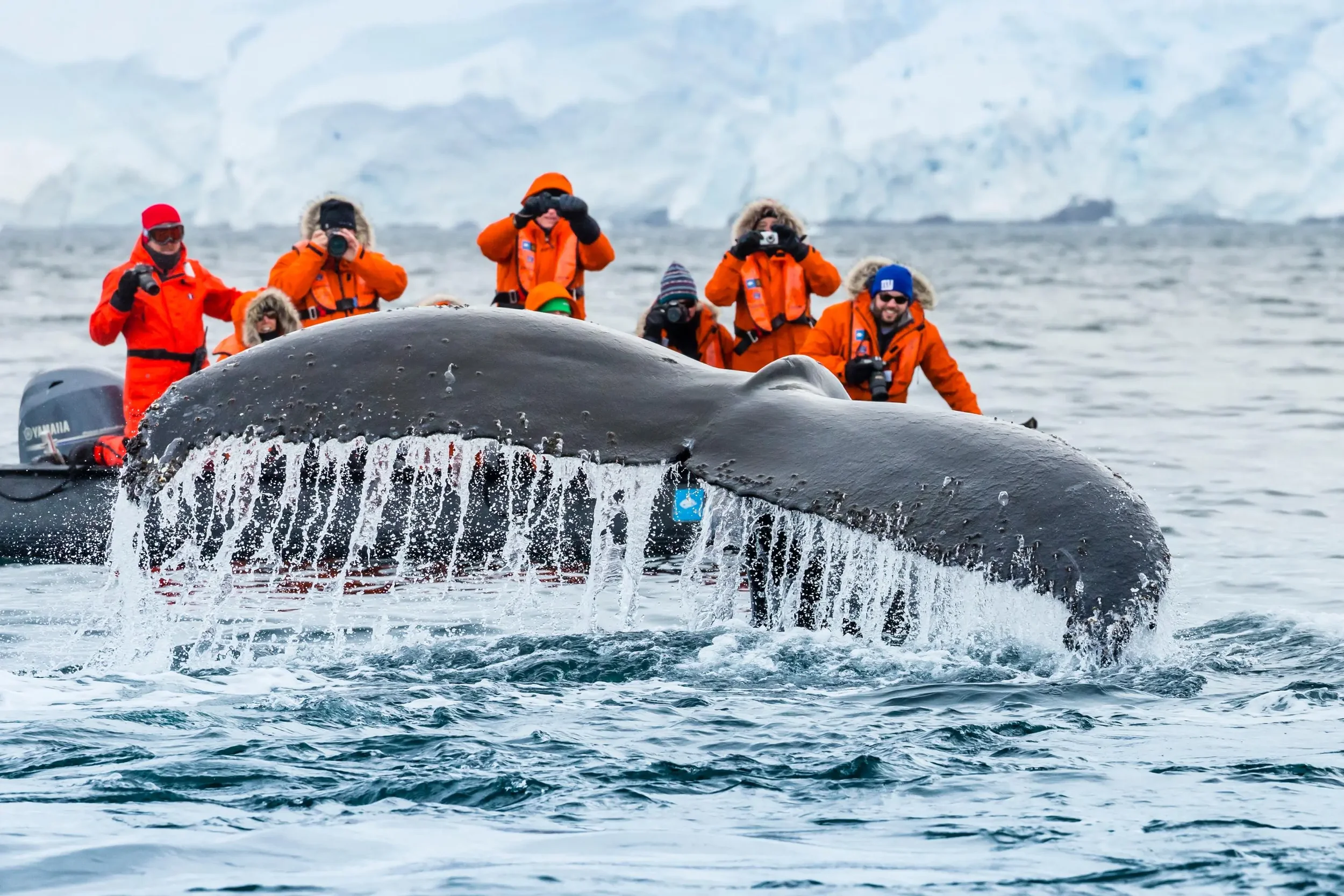 Antarctica-Paradise-Harbor-Whale Watching.webp