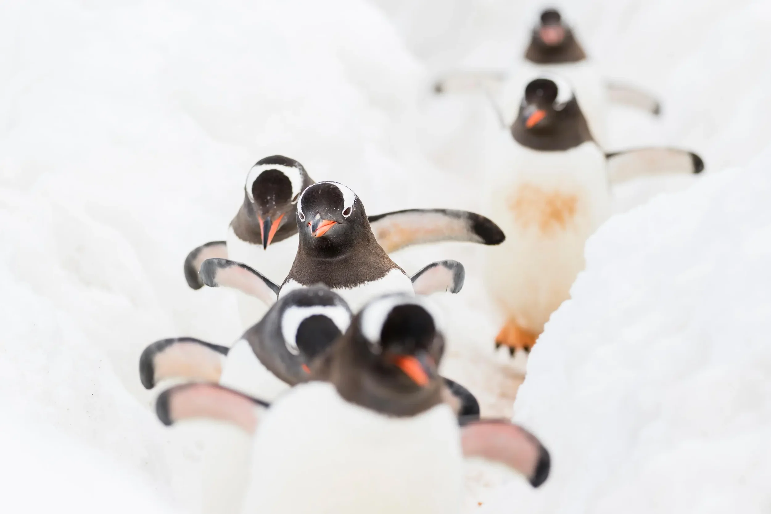 Antarctica_Hero_apeacock_antarctica_Penguins.webp