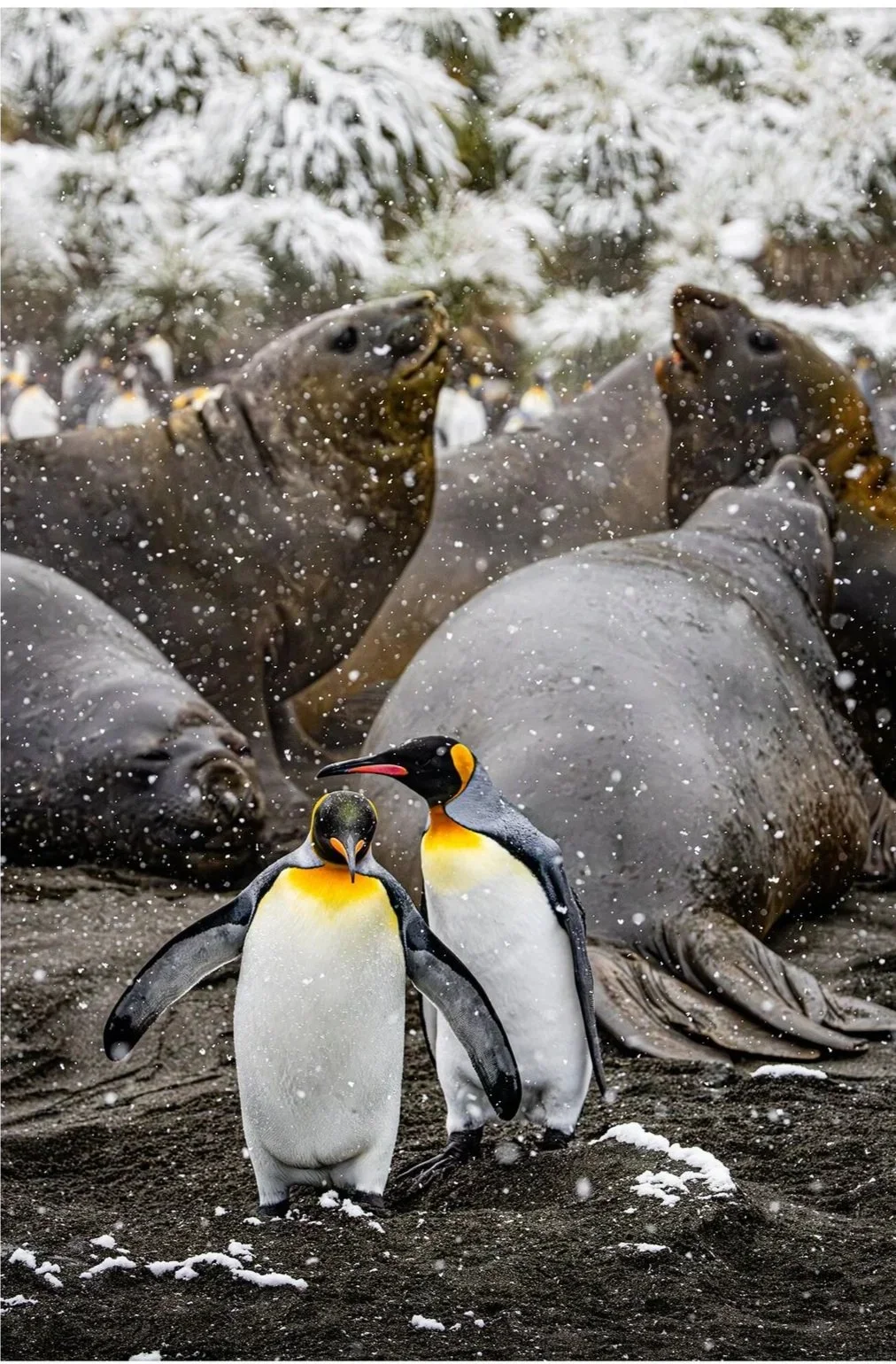 Antarctica: Travel to the Ends of the World