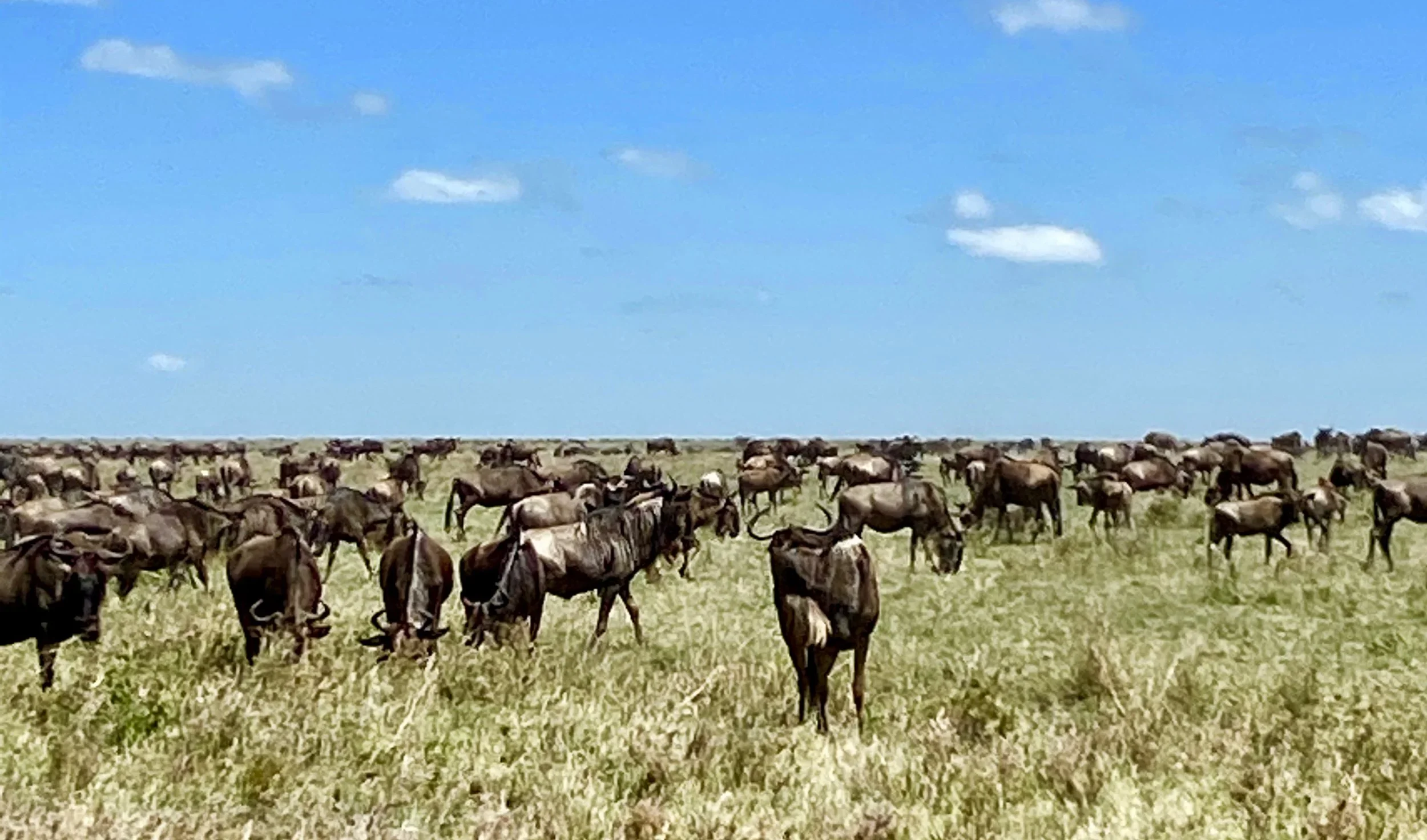 Exciting Kenya &amp; Tanzania: The Great Migration