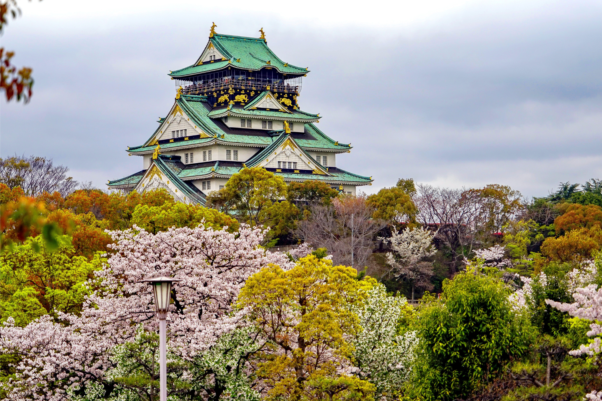 Japan. In full bloom!