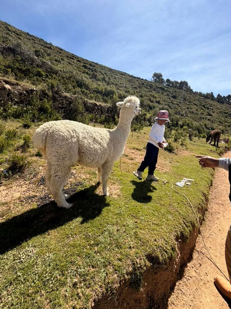 Alpaca.jpg