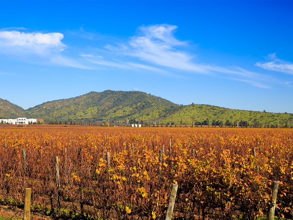 Casablanca_Valley wine region Chile.jpg