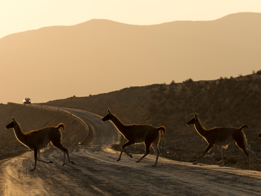 Guanacos.jpg