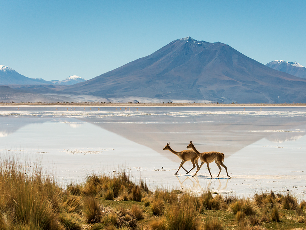 Salar_del_Ascotán Chile.jpg