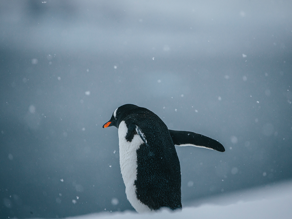 Penguin,_Antarctica.jpg