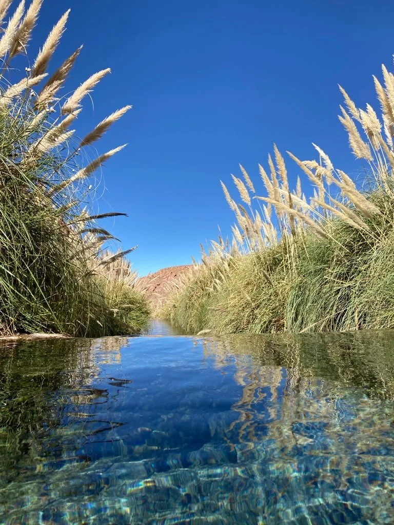 Chile Rio y Plantas.jpg