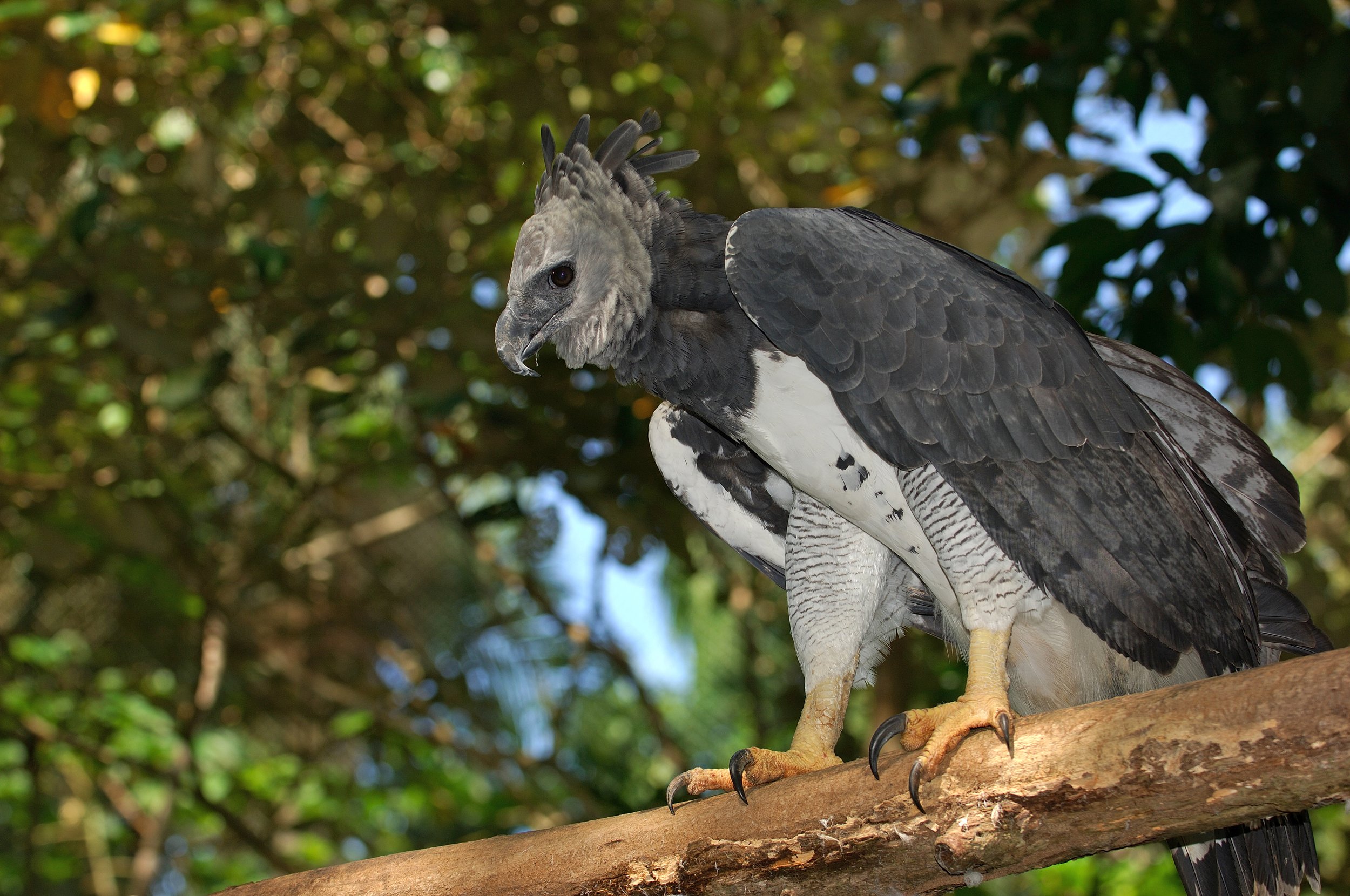 Aguila Arpia.jpg